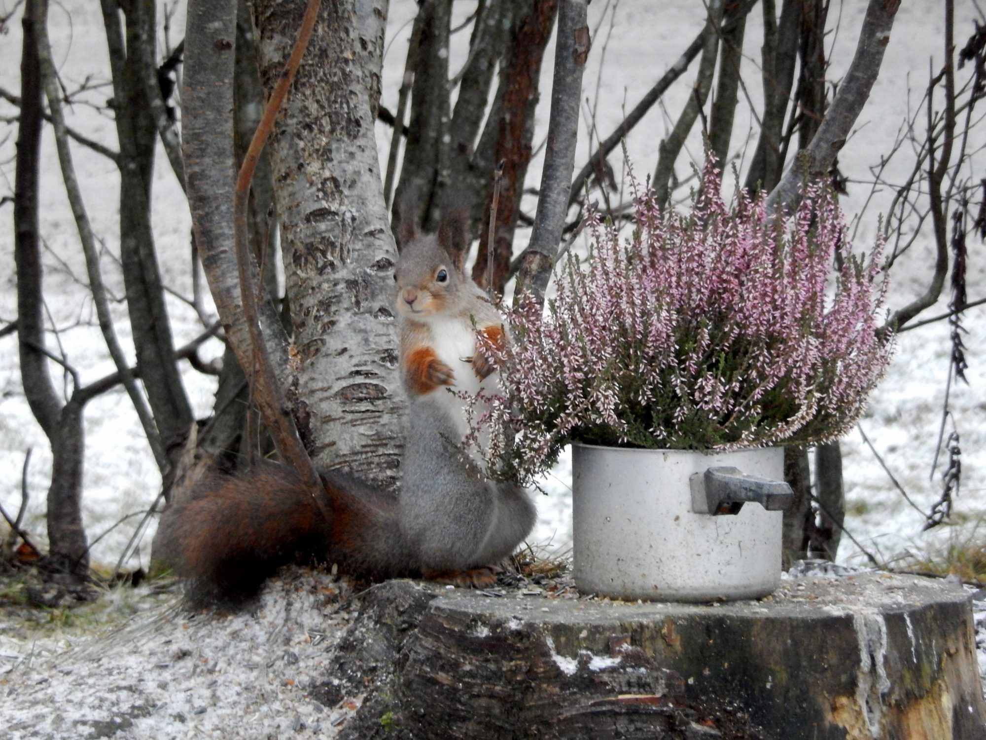Valokuvaaja: Pirkko Siukonen Valokuvaaja: Pirkko Siukonen