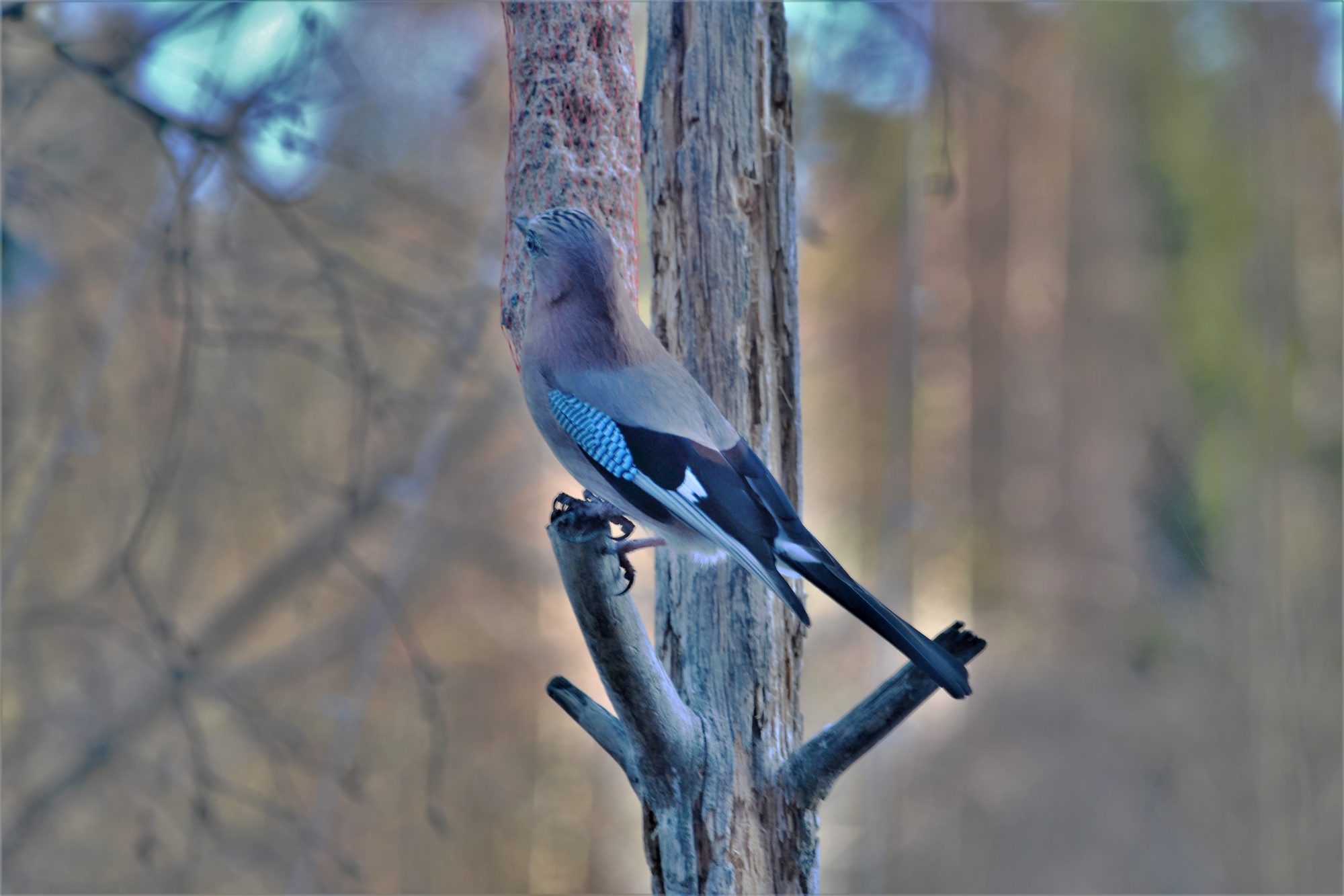 Valokuvaaja: satu välimaa Valokuvaaja: satu välimaa