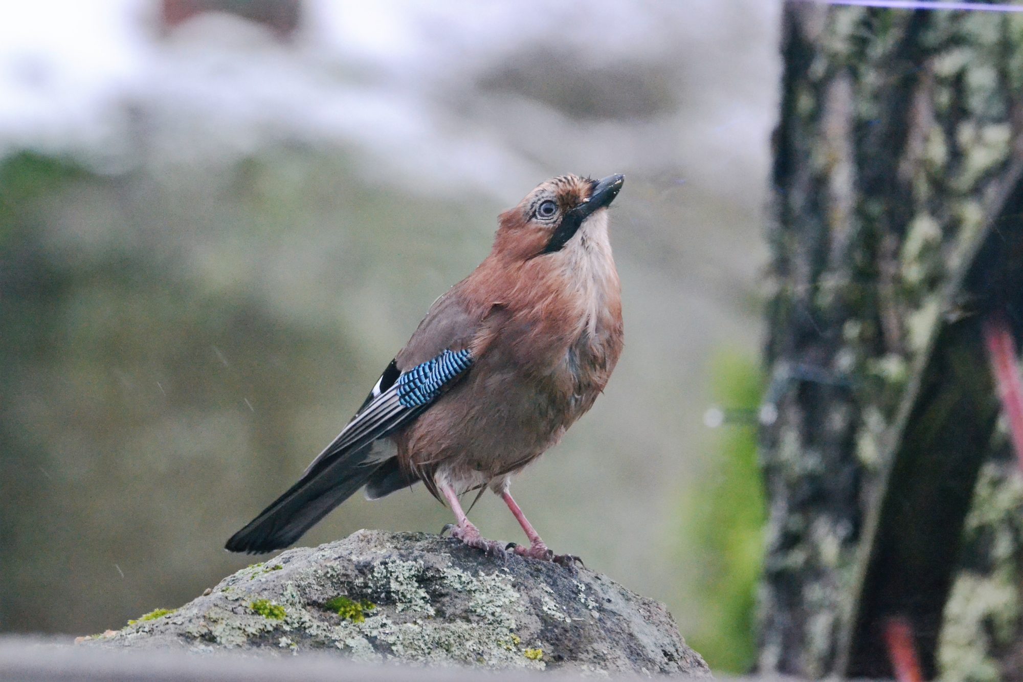 Valokuvaaja: satu välimaa