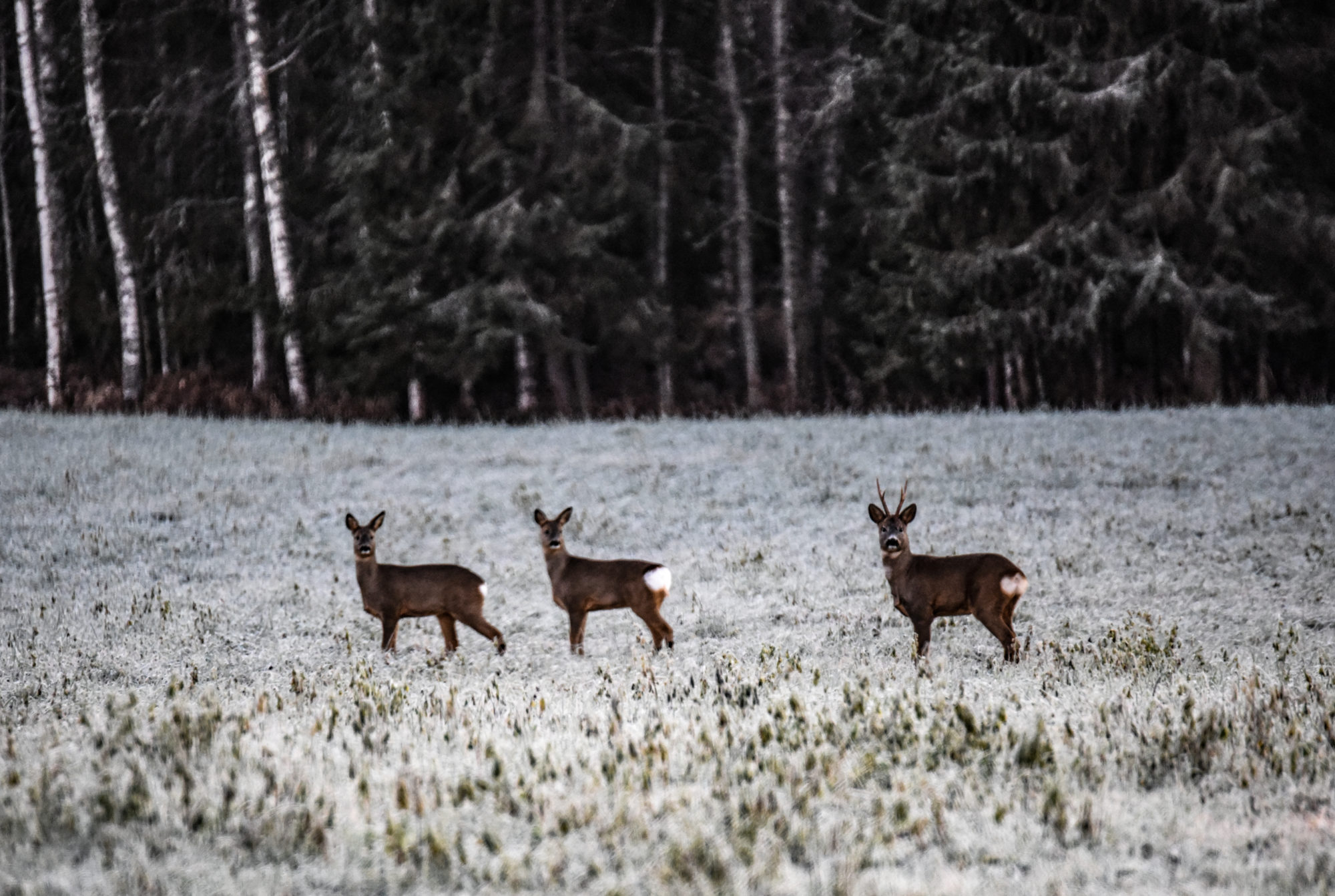 Valokuvaaja: Maija Savolainen