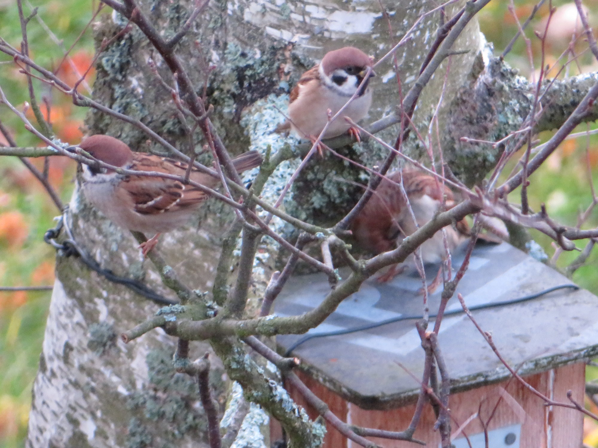 Valokuvaaja: Risto Kangassalo