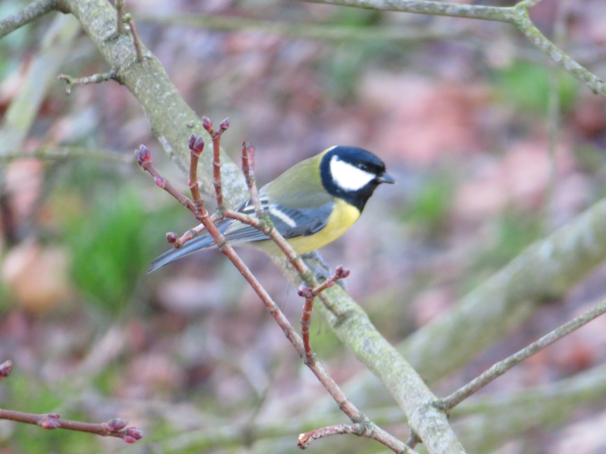 Valokuvaaja: Risto Kangassalo