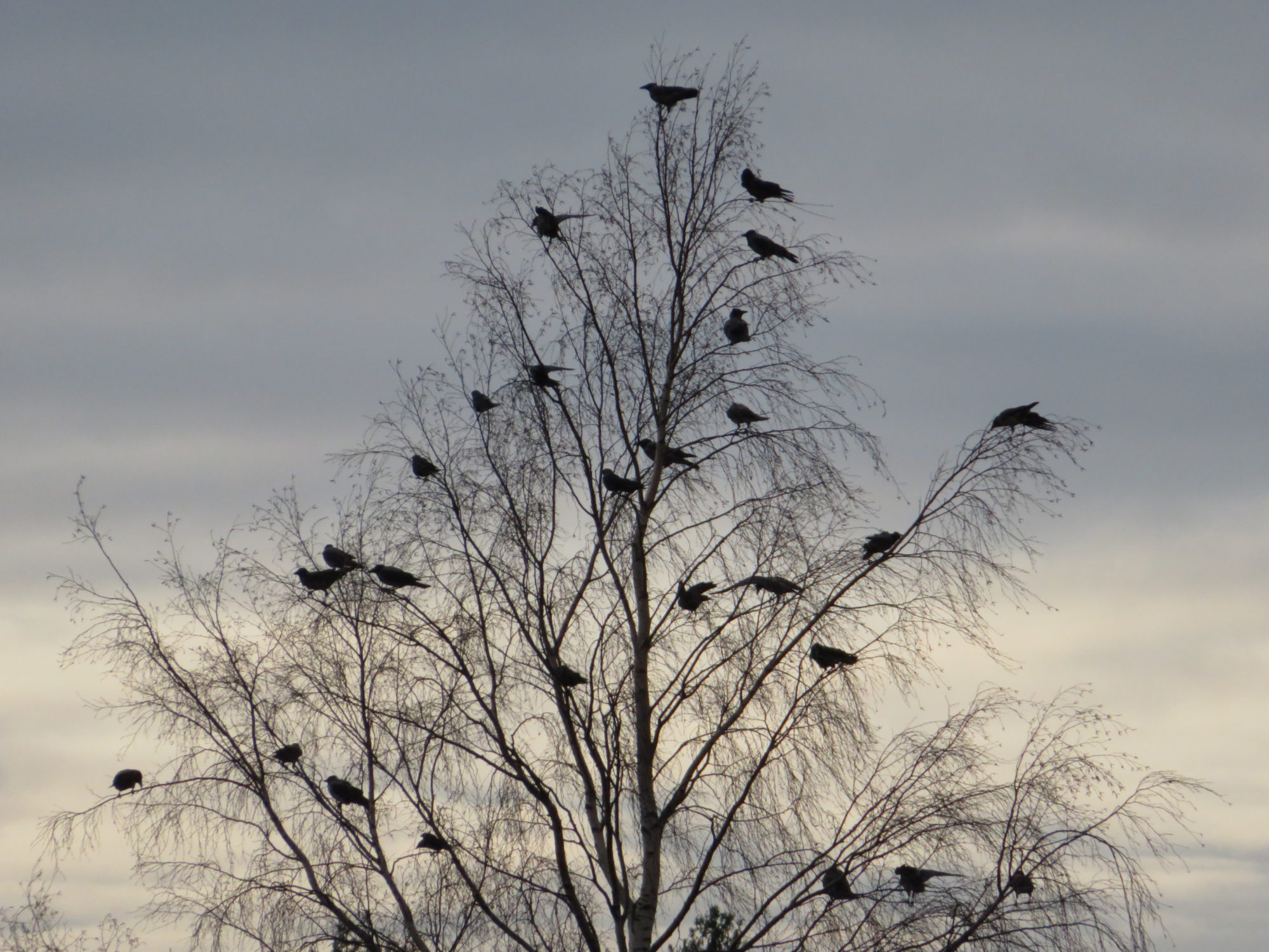 Valokuvaaja: Risto Kangassalo