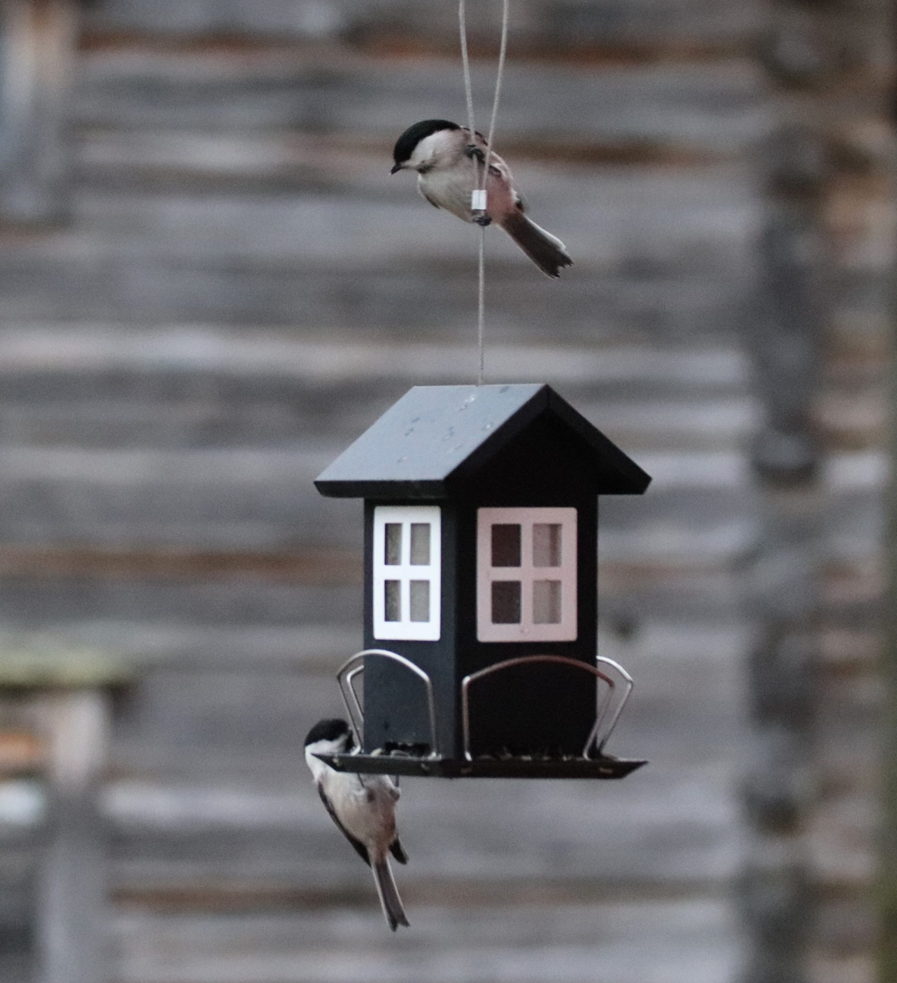 Valokuvaaja: Irja Lehtinen