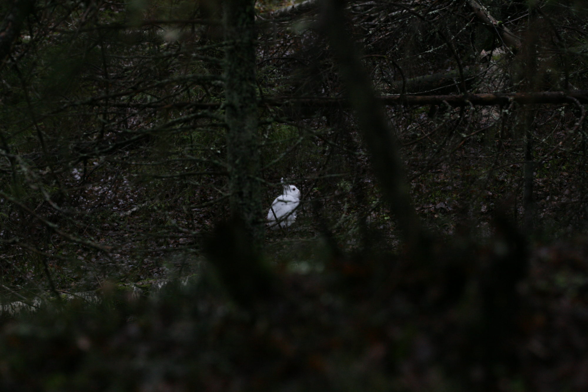 Valokuvaaja: Anna Tuominen