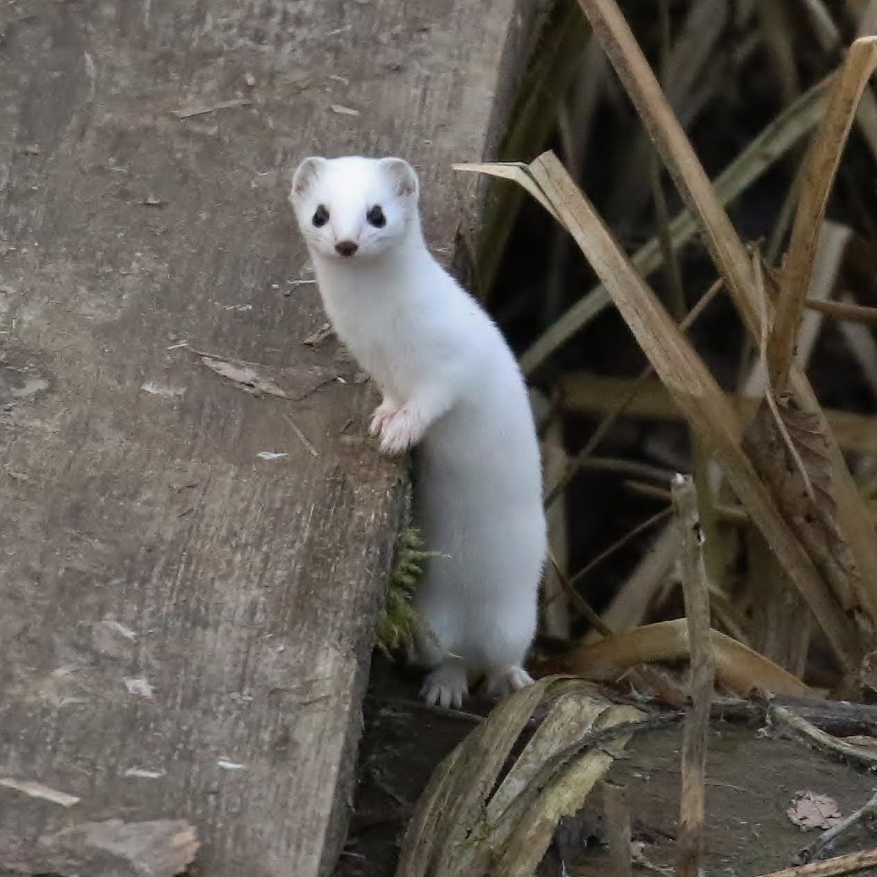 Valokuvaaja: Timo Kuitunen
