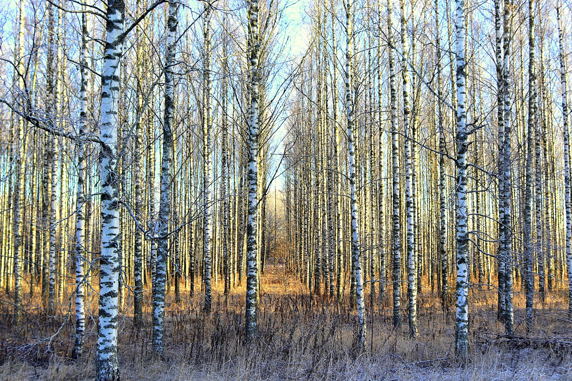 Valokuvaaja: Irja Lehtinen
