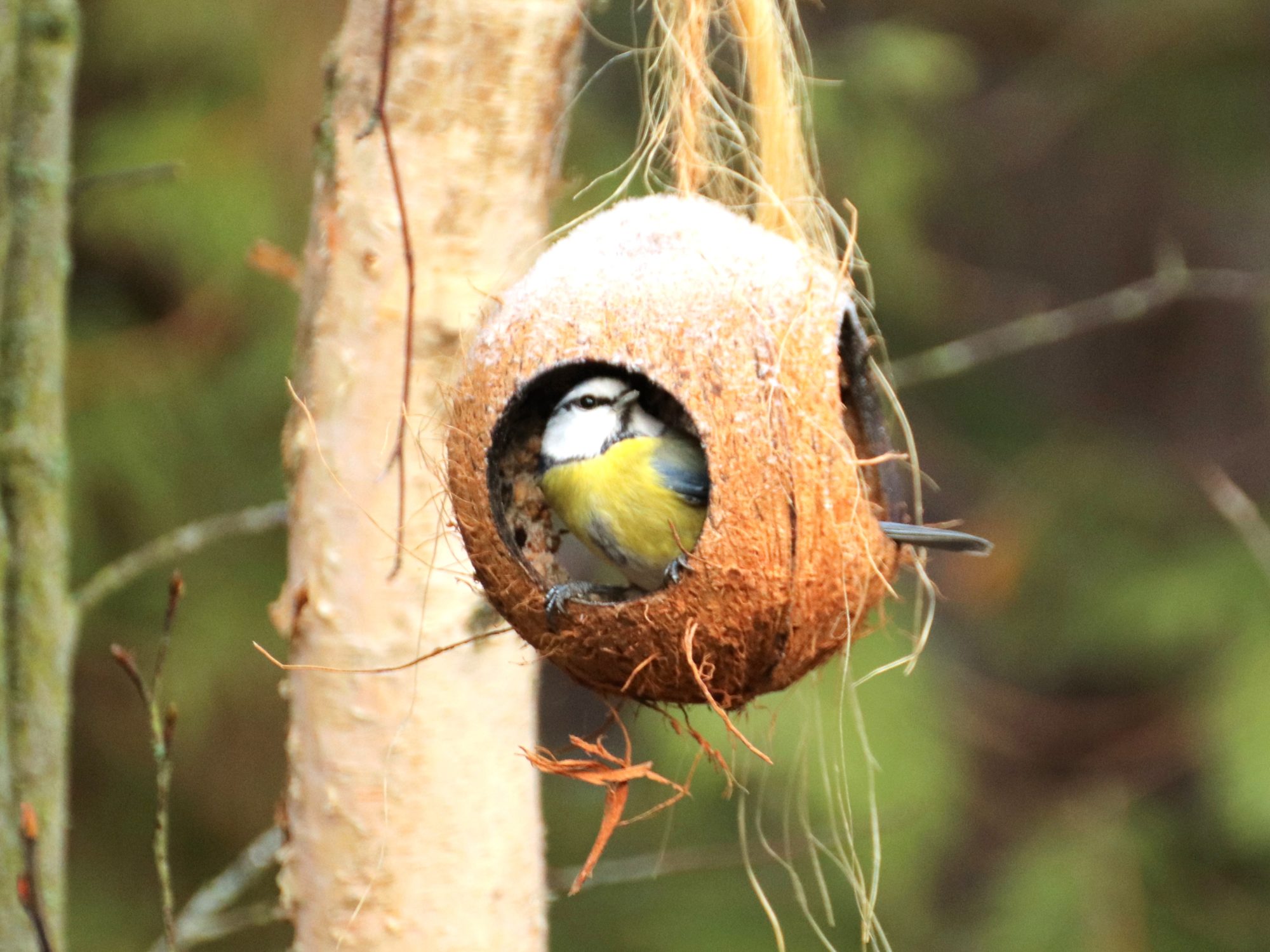 Valokuvaaja: Irja Lehtinen