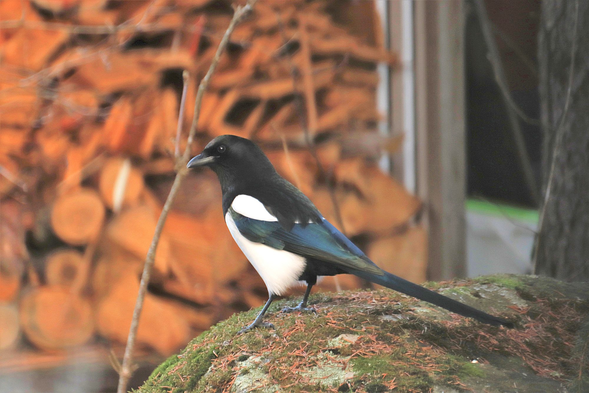 Valokuvaaja: Irja Lehtinen