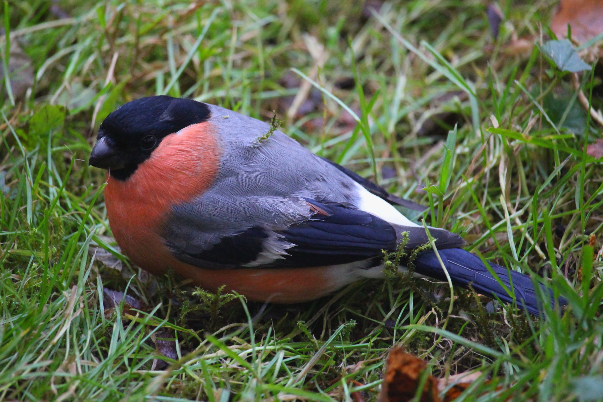 Valokuvaaja: Kirsi-Marja Joenpolvi