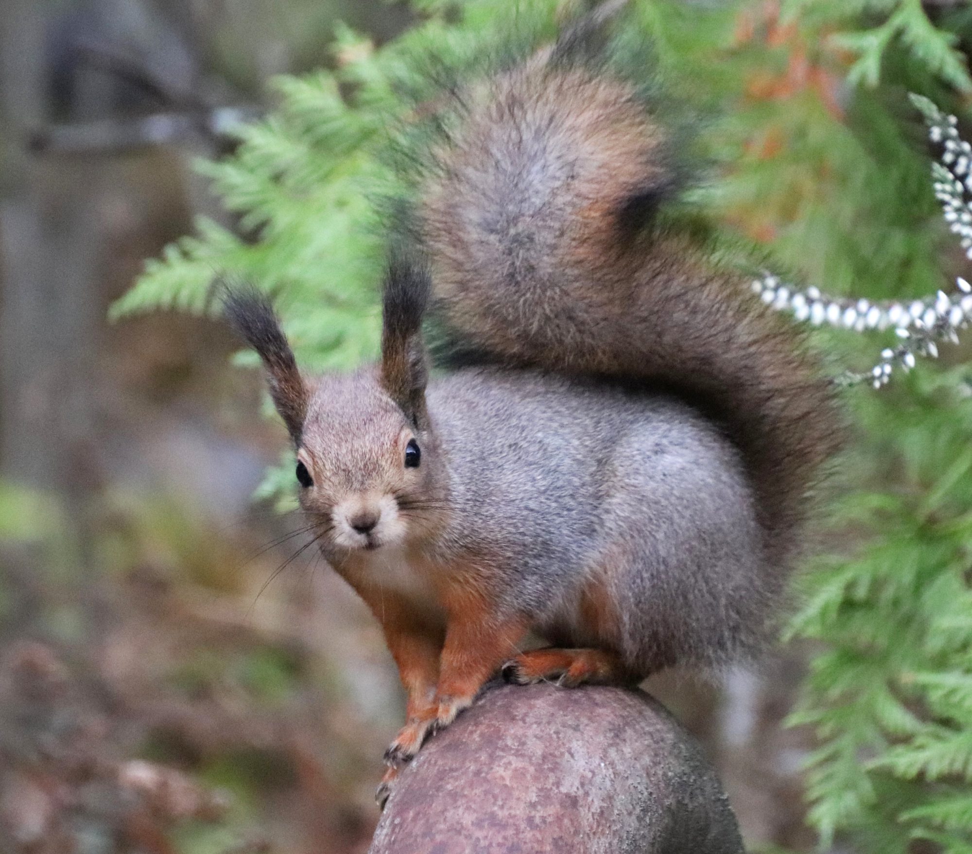 Valokuvaaja: Irja Lehtinen