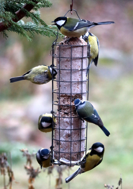 Valokuvaaja: Hannu Rasiranta