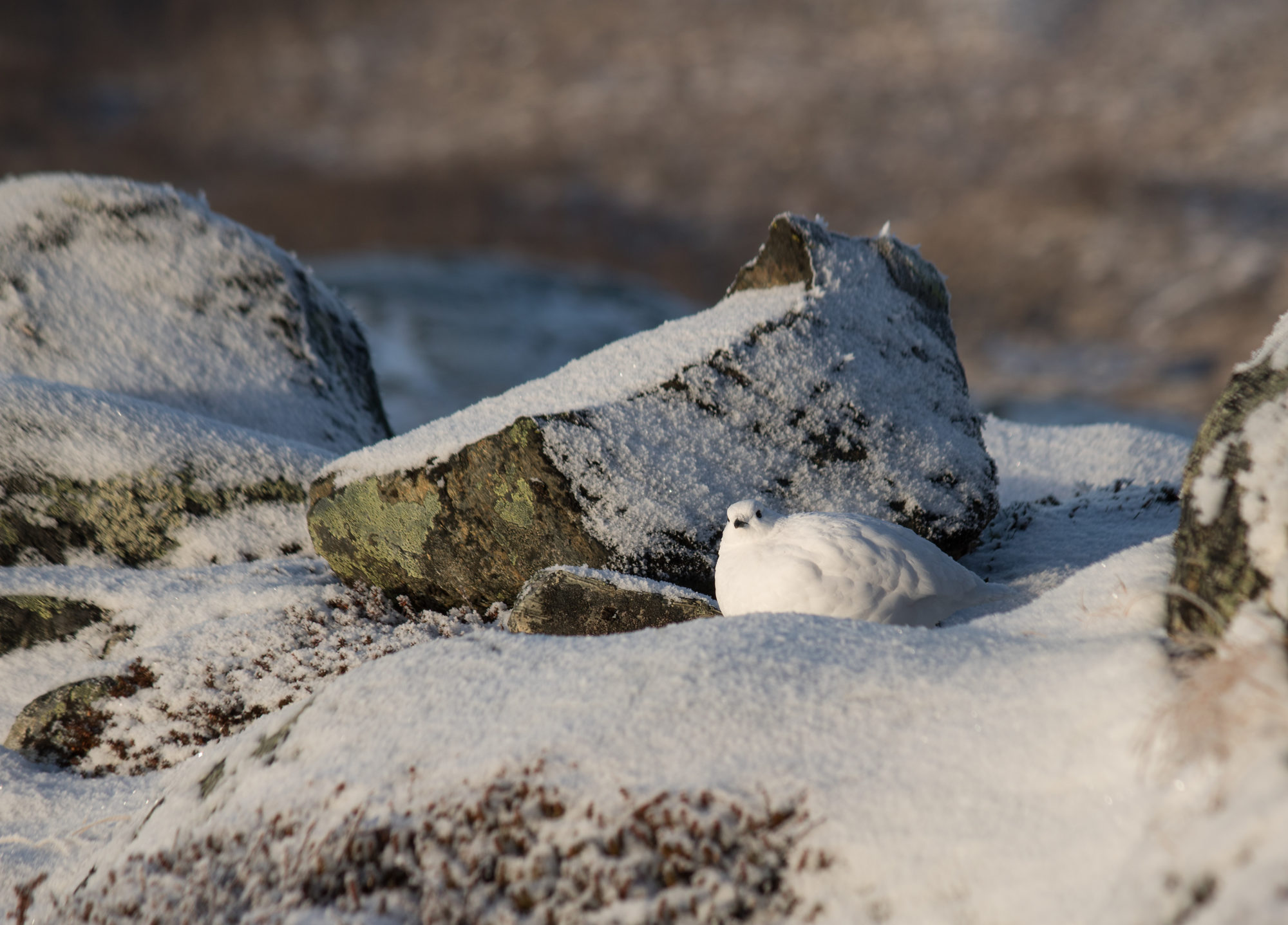 Valokuvaaja: Katri Niskanen