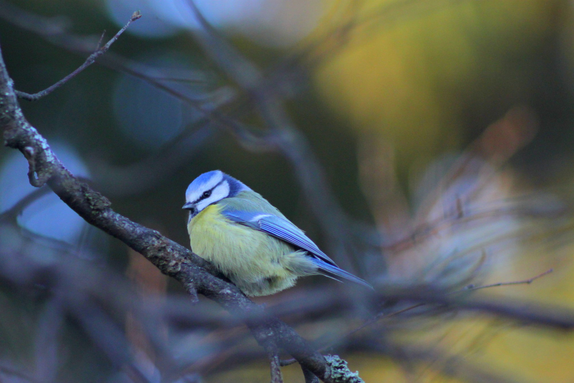Valokuvaaja: Kaarlo Asikainen Valokuvaaja: Kaarlo Asikainen