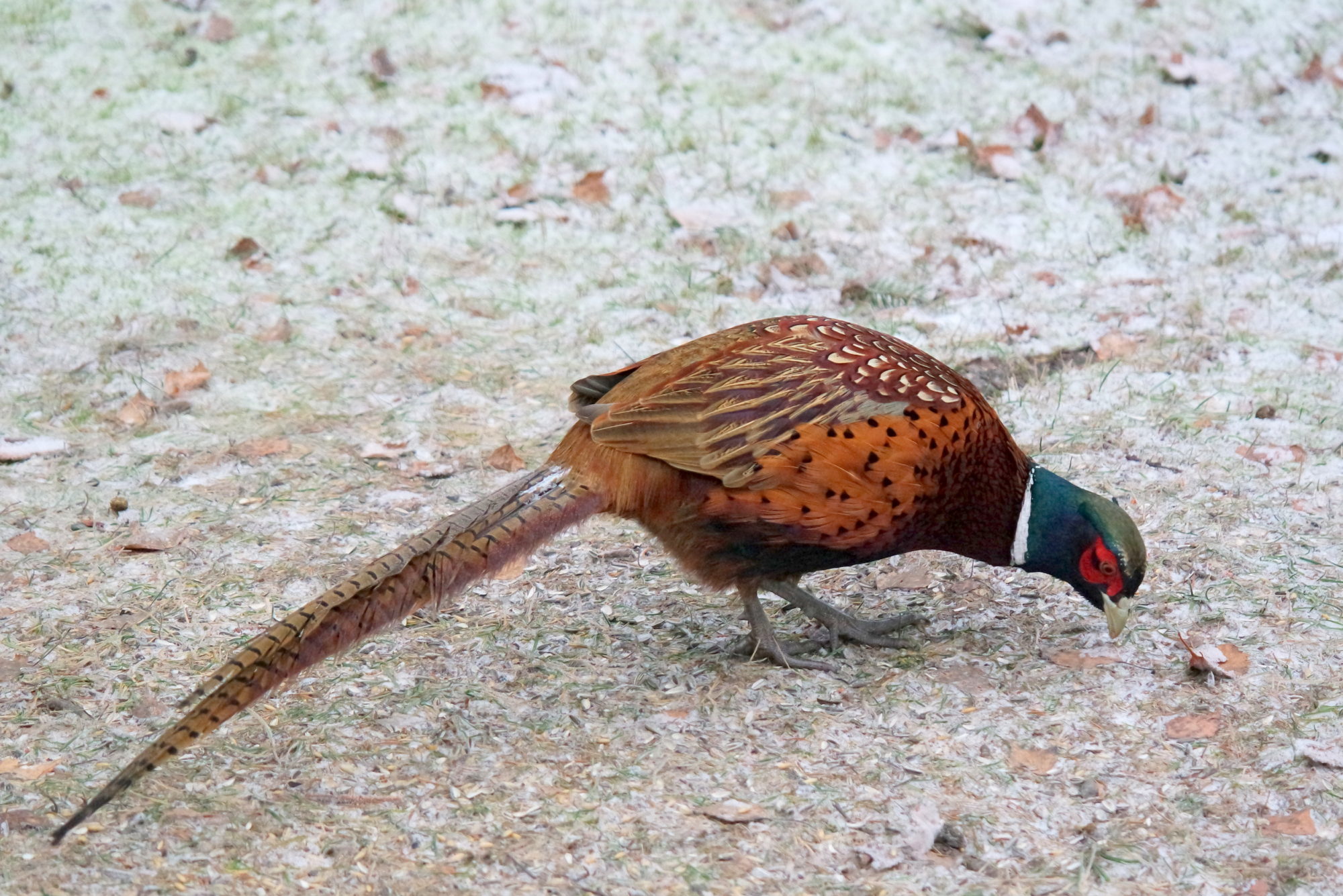 Valokuvaaja: Kaarlo Asikainen