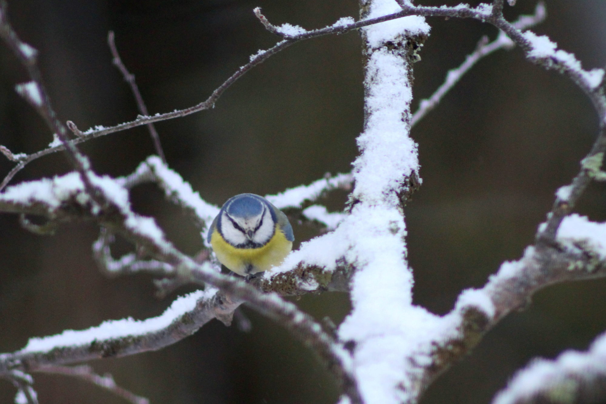 Valokuvaaja: Kaarlo Asikainen