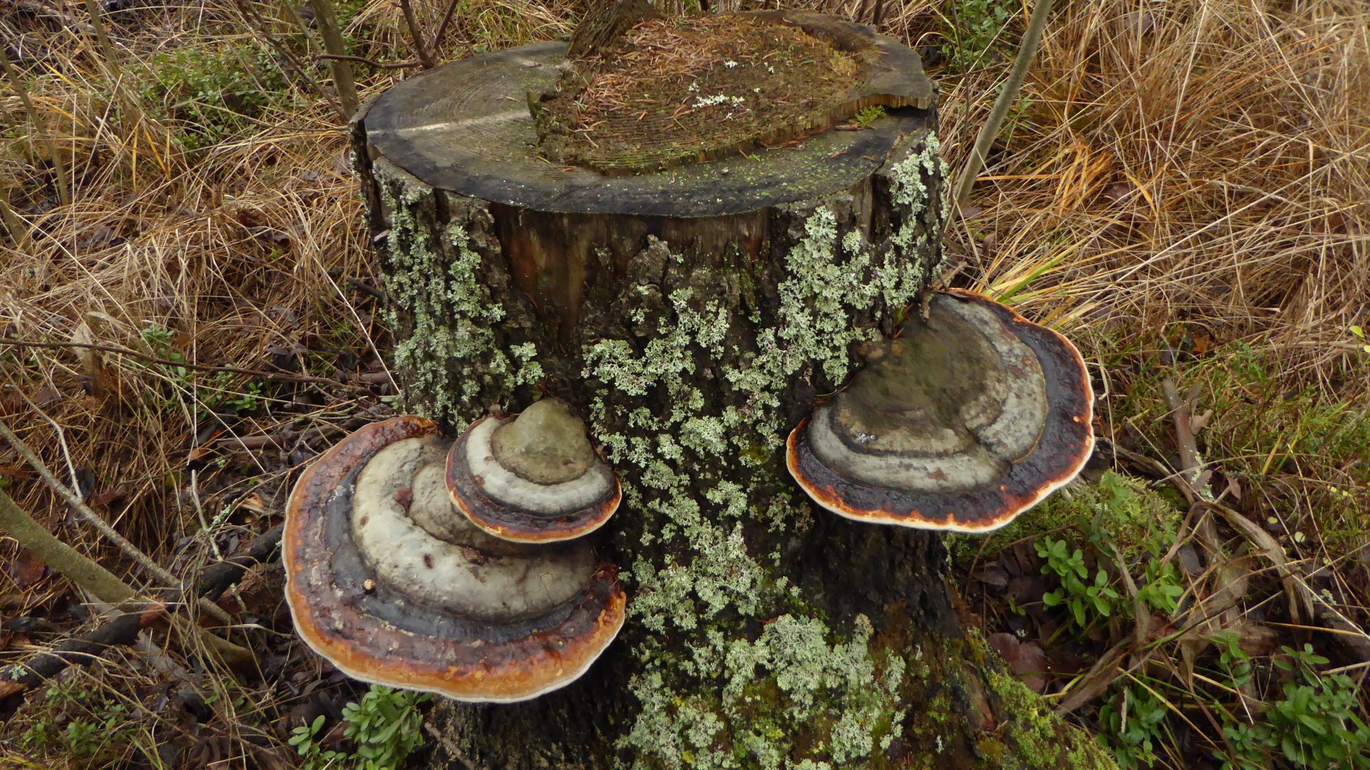 Valokuvaaja: Martti Valtonen