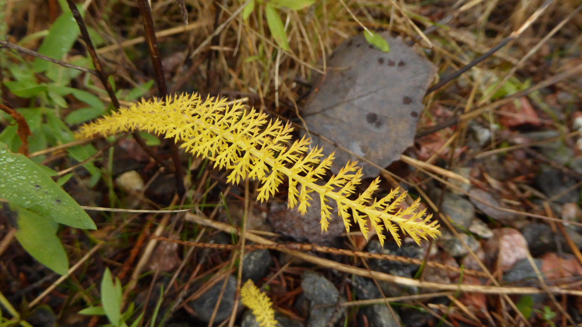 Valokuvaaja: Martti Valtonen Valokuvaaja: Martti Valtonen