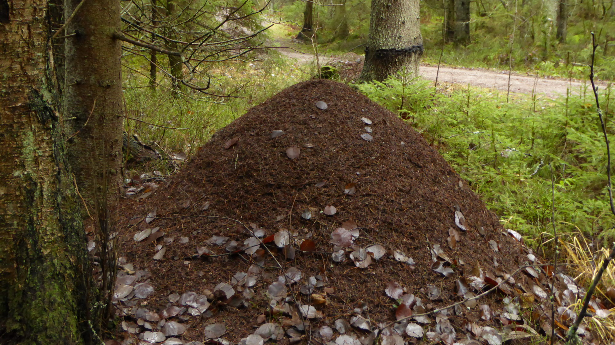 Valokuvaaja: Martti Valtonen