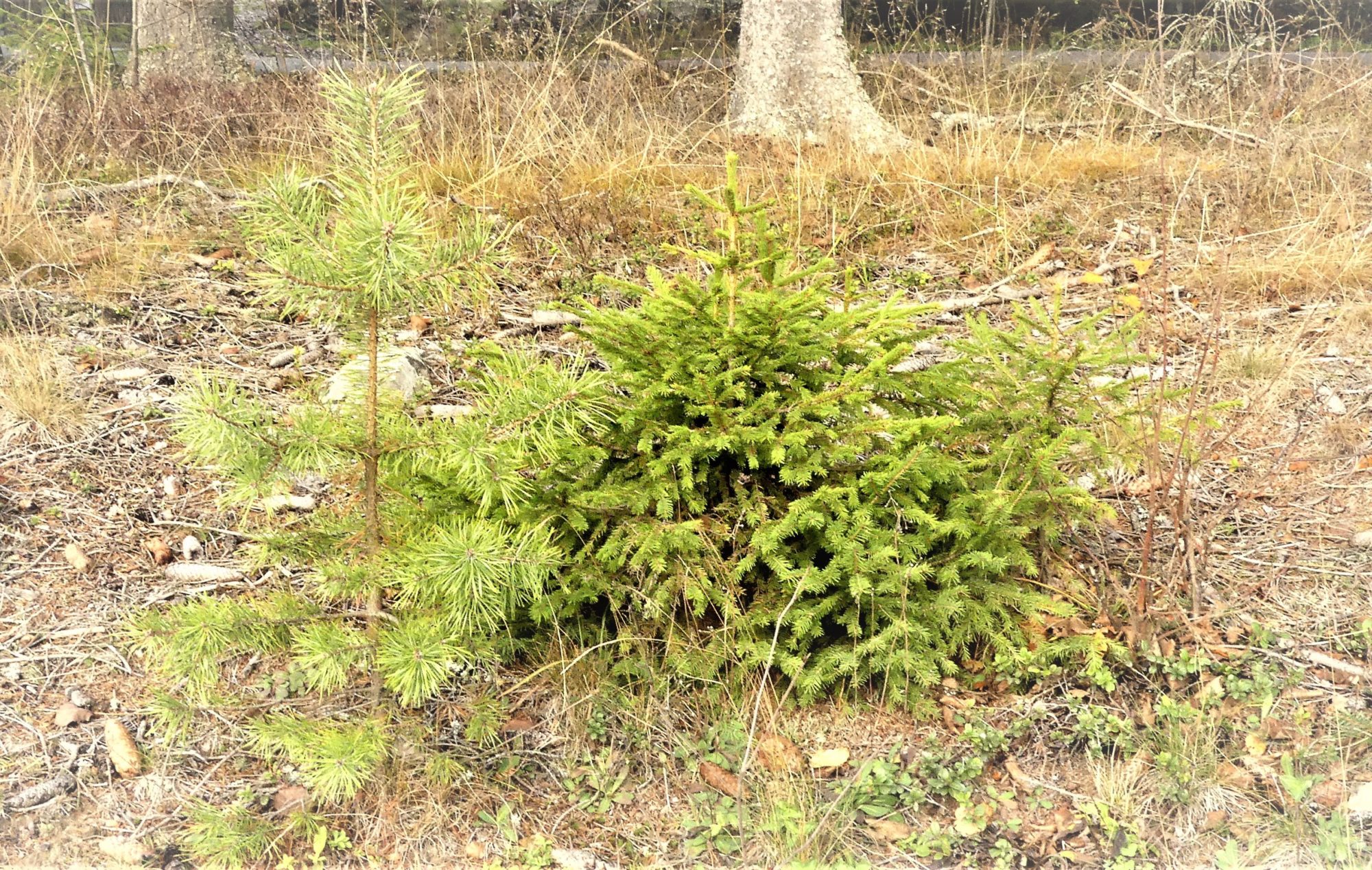 Valokuvaaja: Martti Valtonen