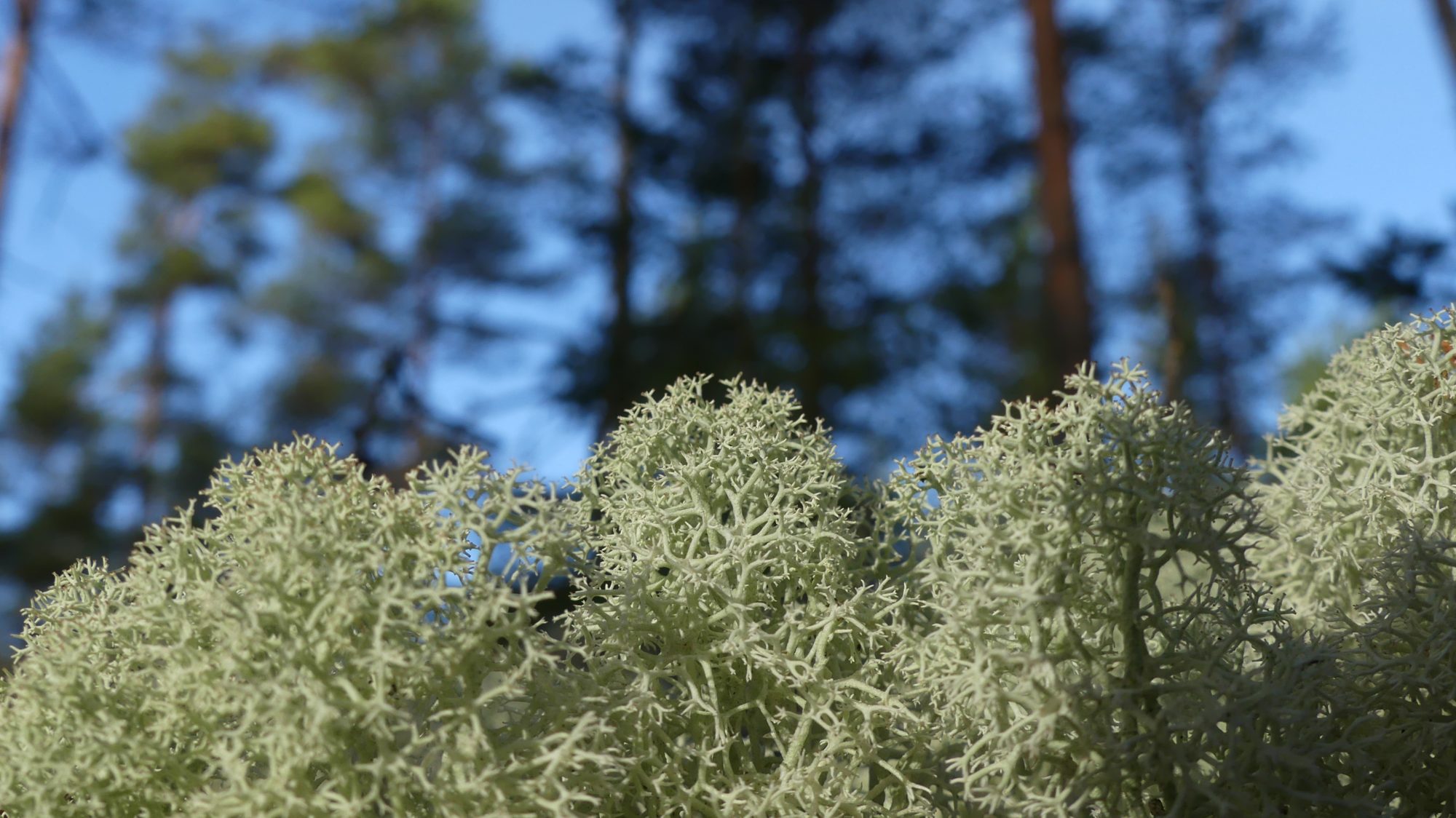 Valokuvaaja: Martti Valtonen