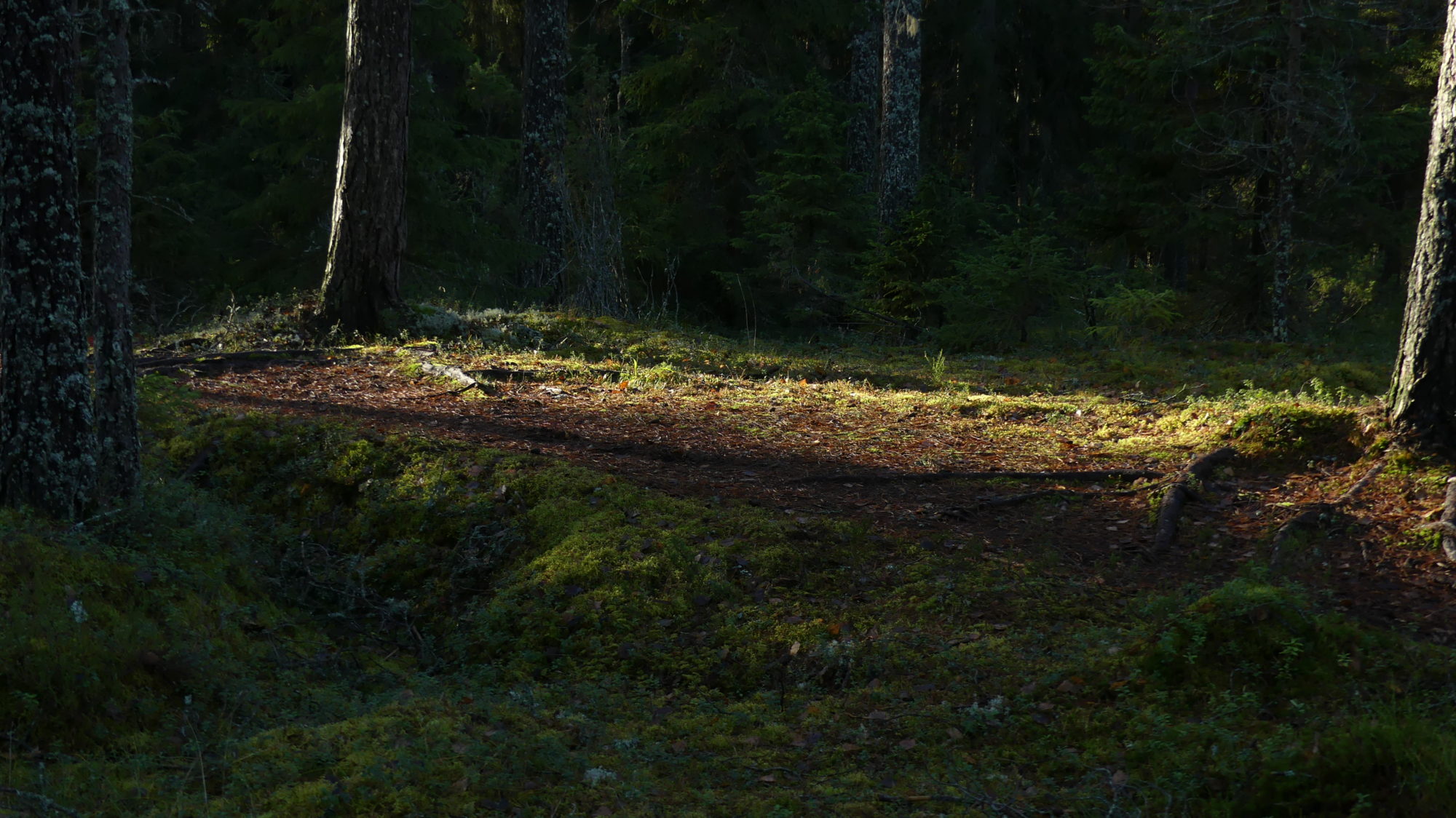 Valokuvaaja: Martti Valtonen