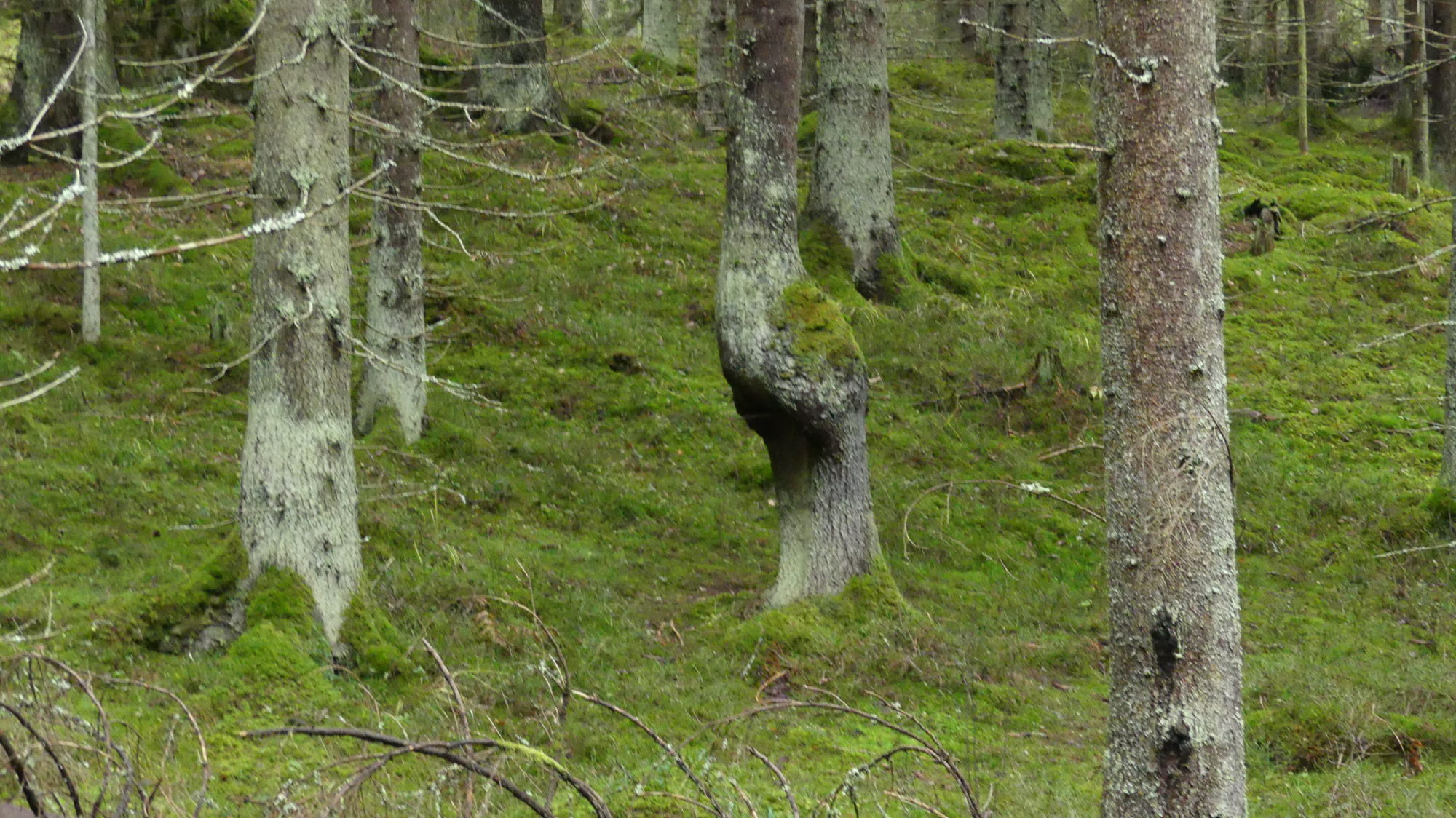 Valokuvaaja: Martti Valtonen