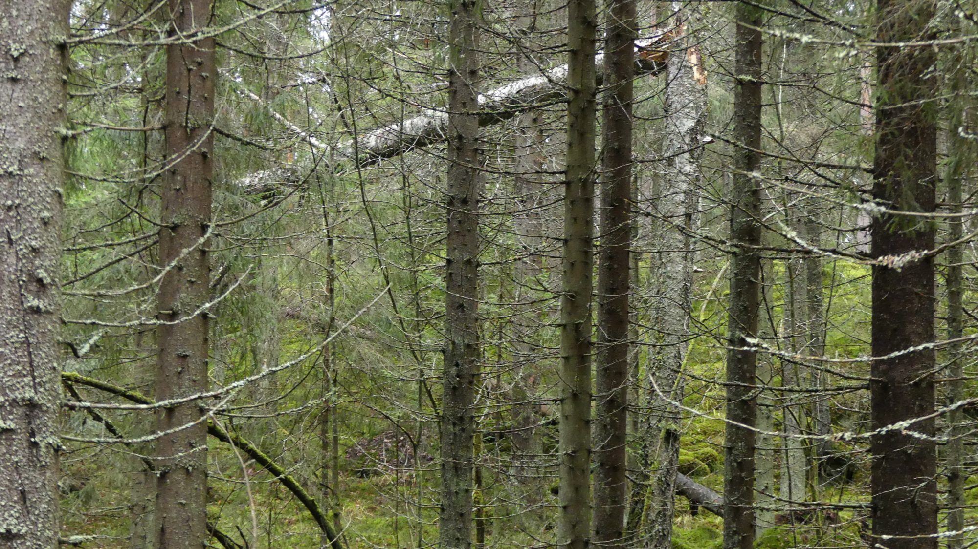 Valokuvaaja: Martti Valtonen