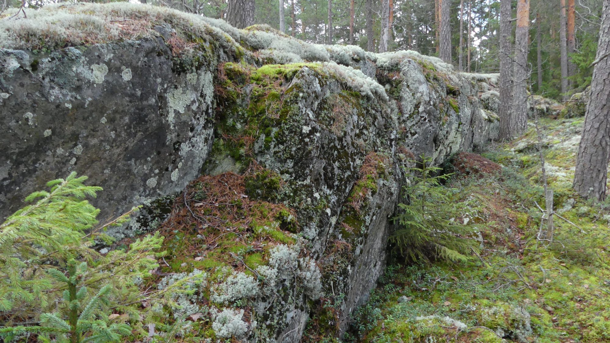 Valokuvaaja: Martti Valtonen