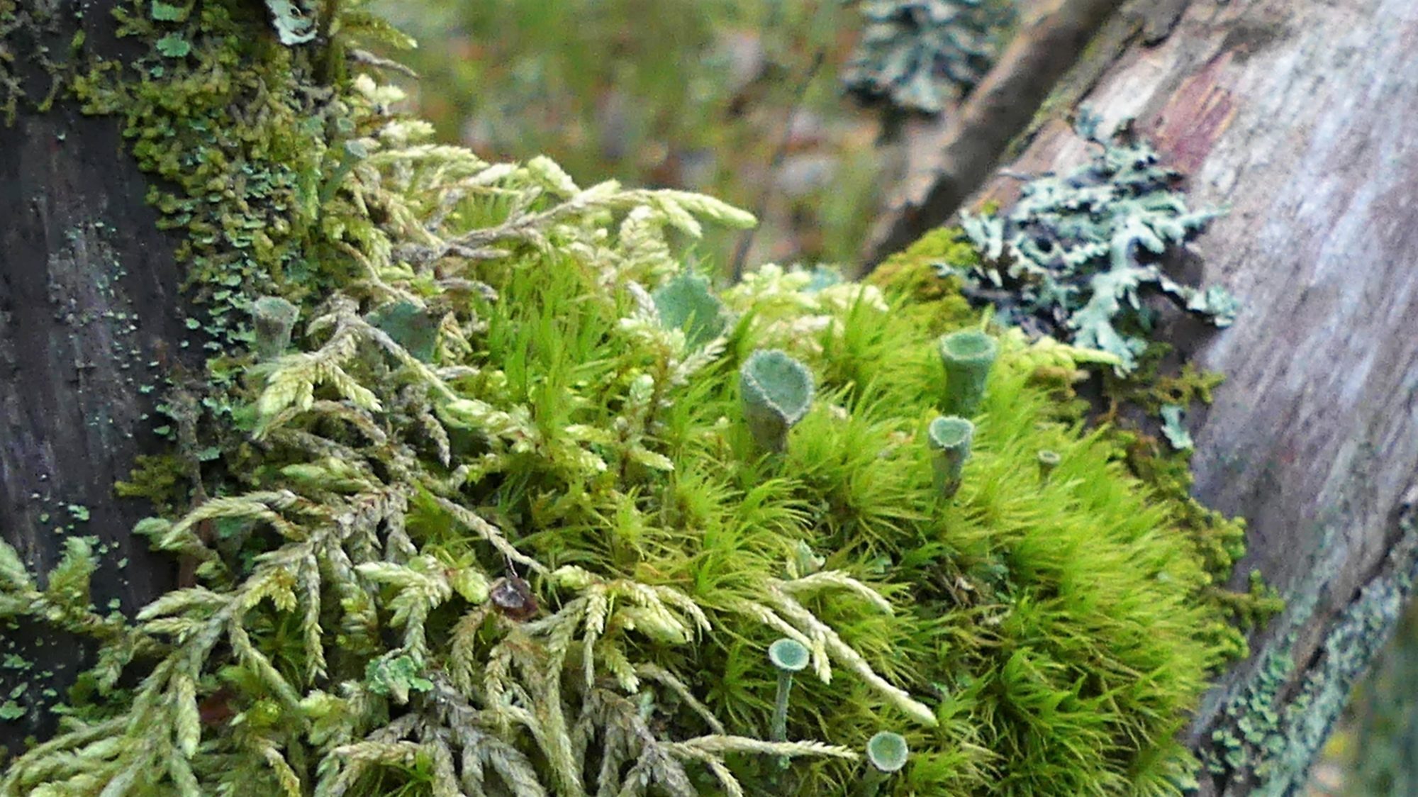 Valokuvaaja: Martti Valtonen