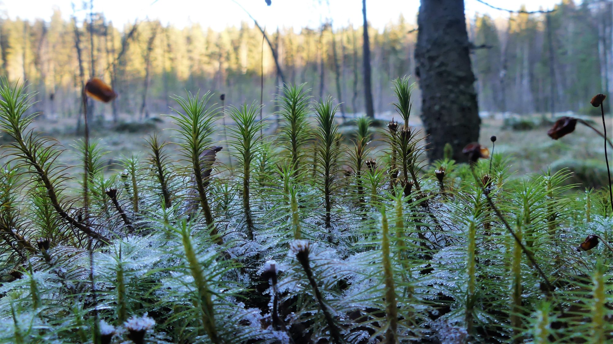 Valokuvaaja: Martti Valtonen