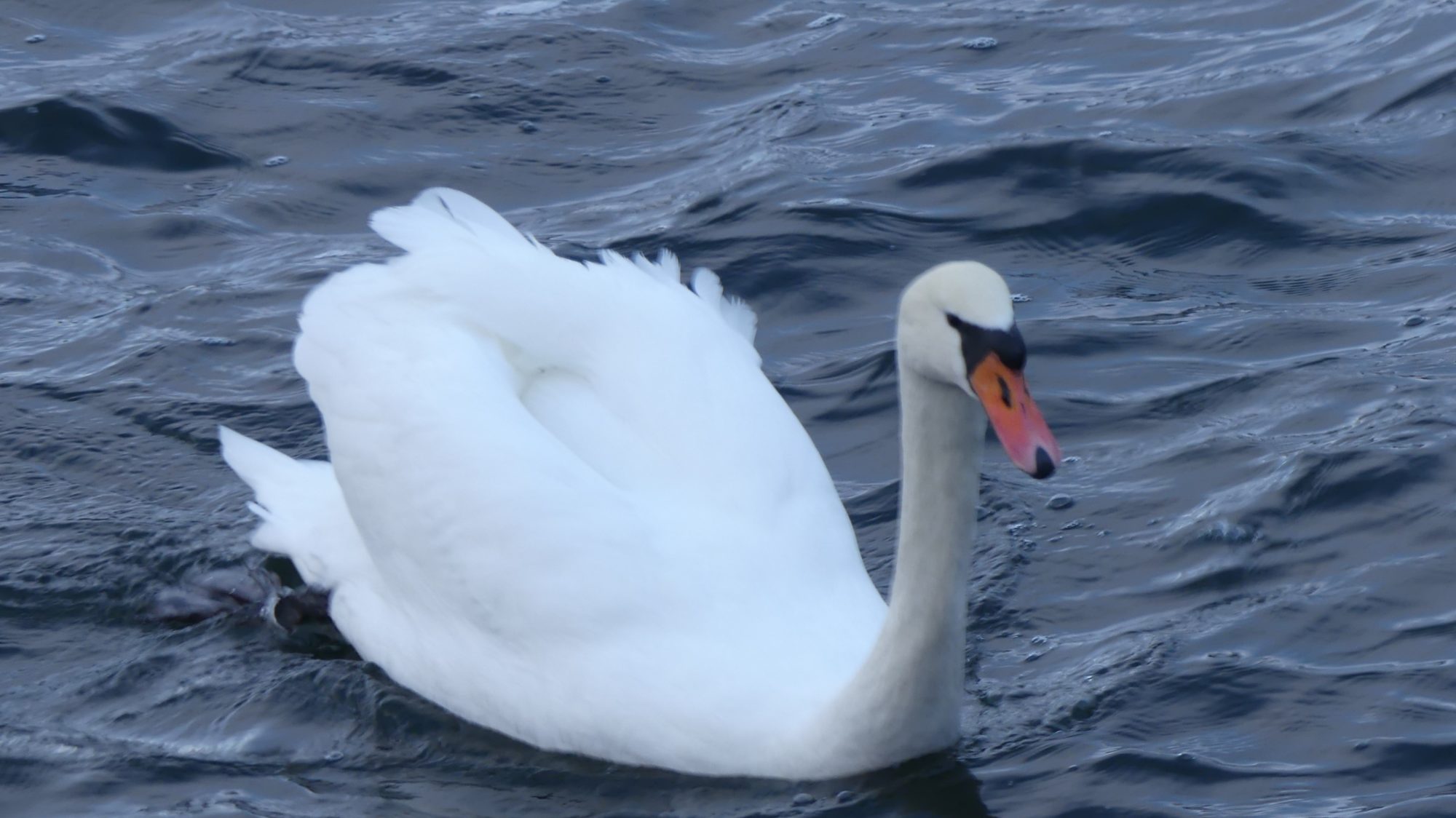 Valokuvaaja: Martti Valtonen Valokuvaaja: Martti Valtonen