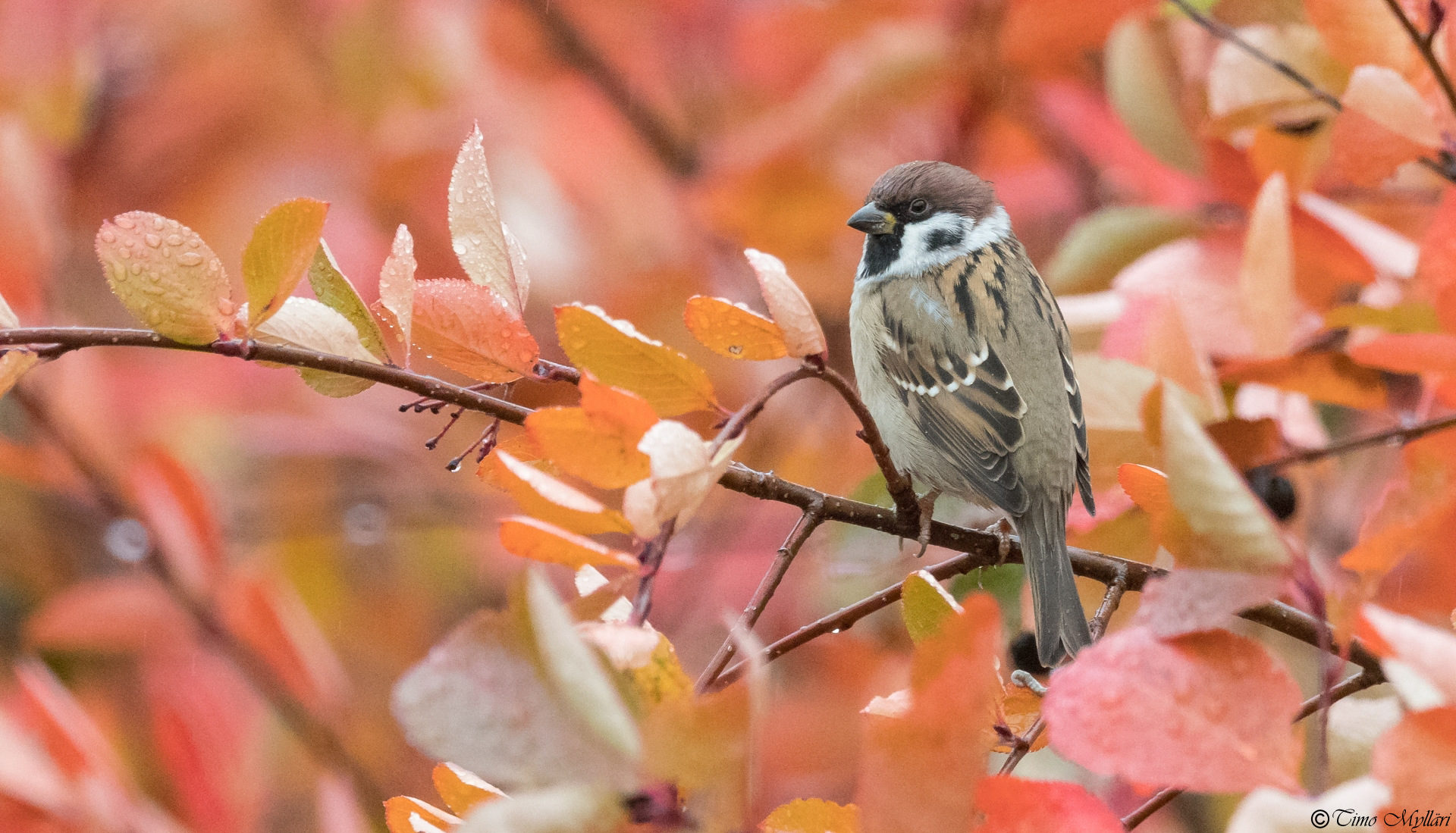 Valokuvaaja: Timo Mylläri