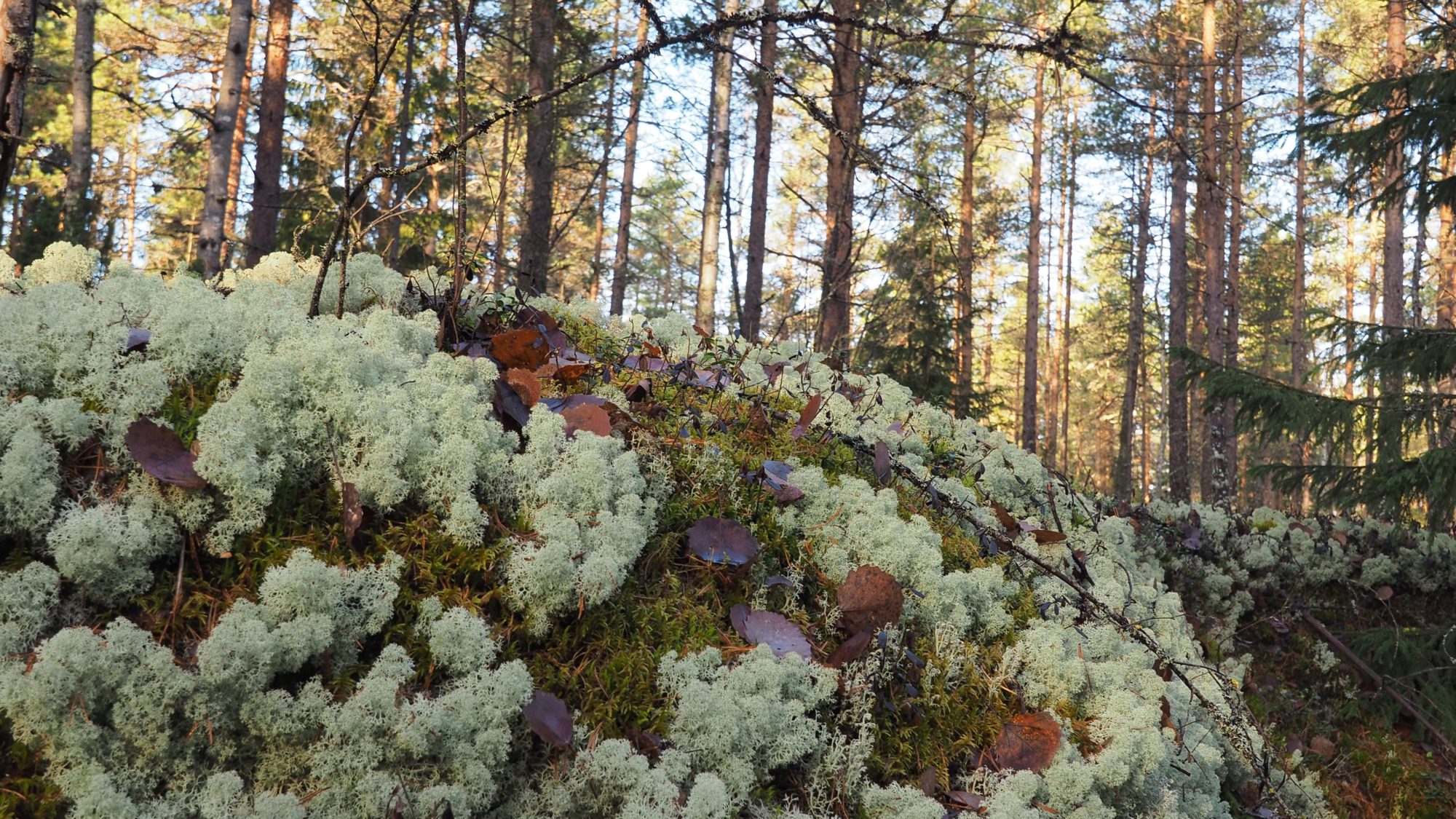Valokuvaaja: Arja Valtonen
