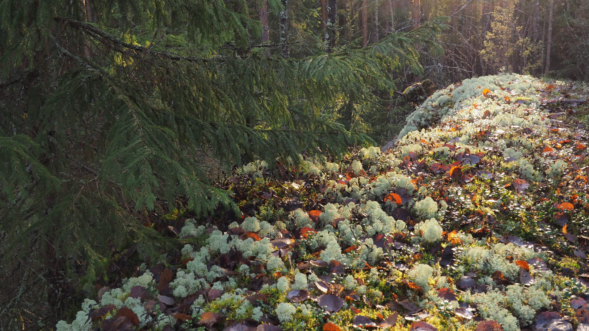 Valokuvaaja: Arja Valtonen