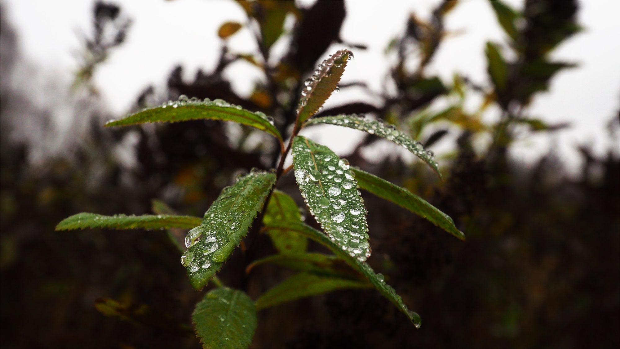 Valokuvaaja: Arja Valtonen