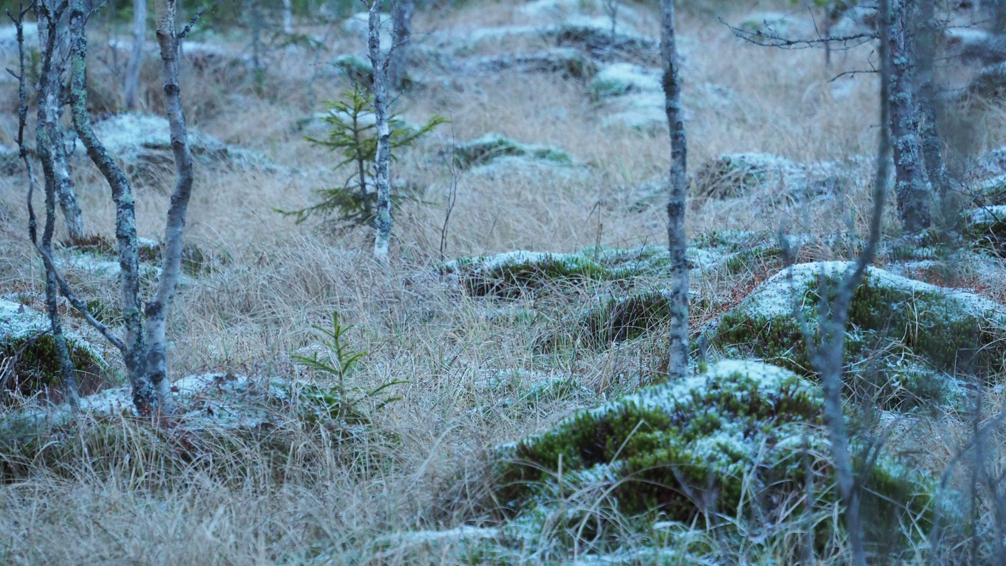 Valokuvaaja: Arja Valtonen