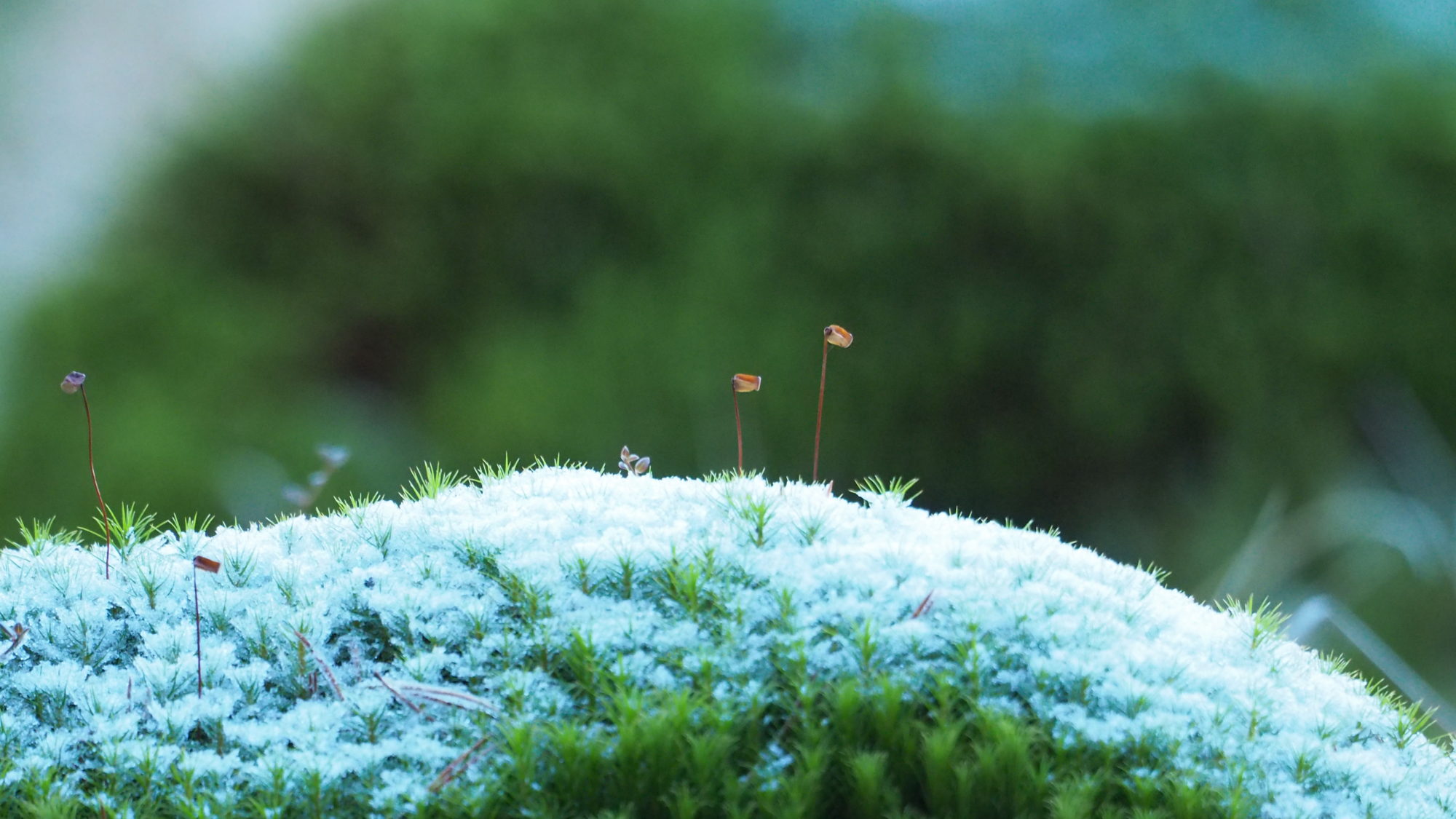 Valokuvaaja: Arja Valtonen