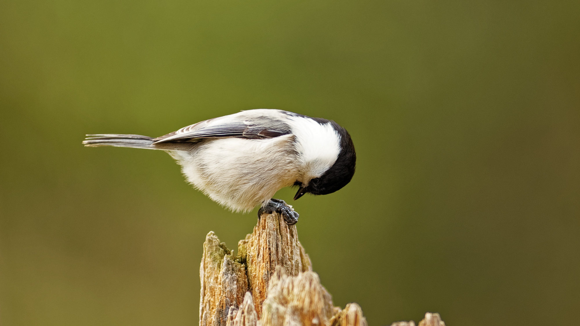 Valokuvaaja: Toivanen Antti