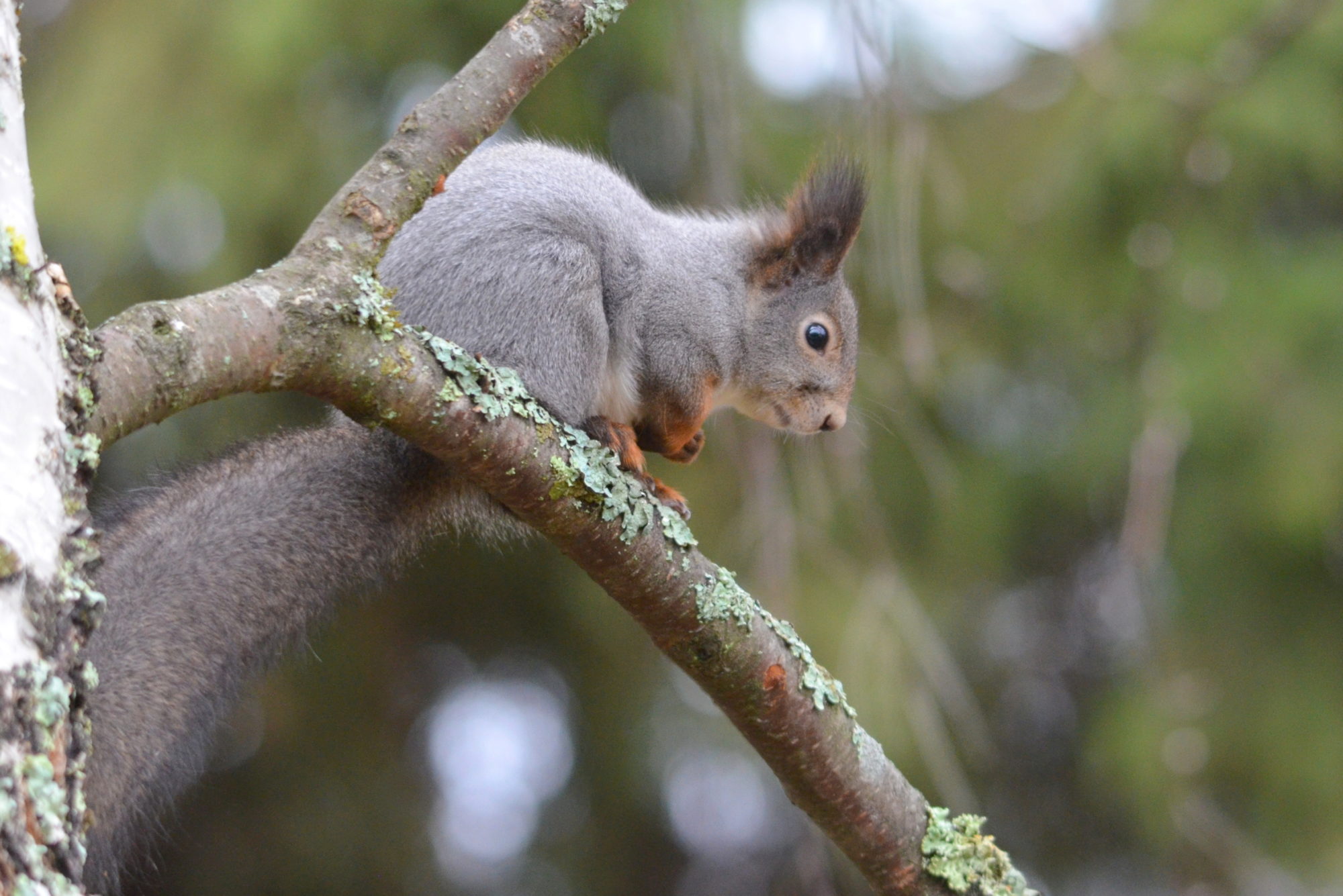 Valokuvaaja: Kaarlo Asikainen