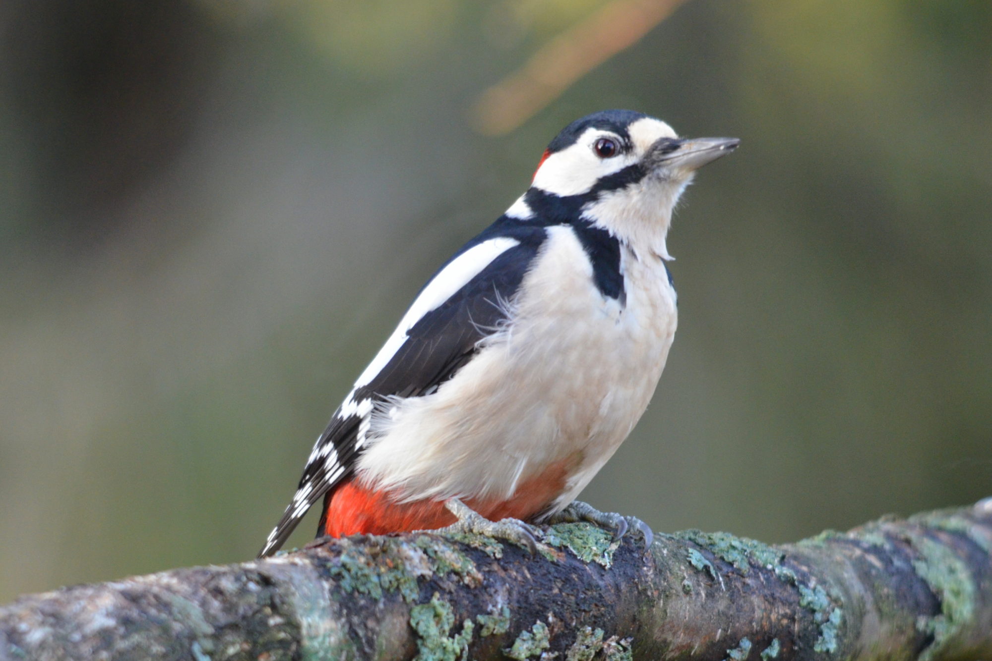 Valokuvaaja: Kaarlo Asikainen