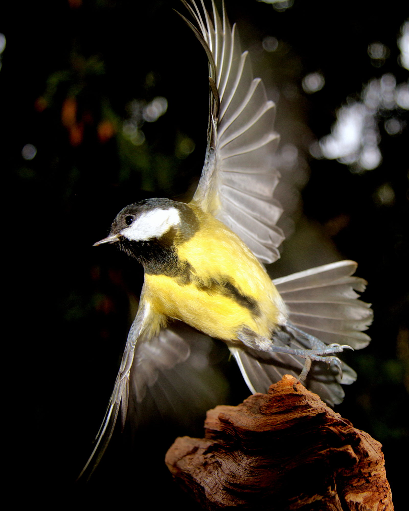 Valokuvaaja: Vaittinen Jukka