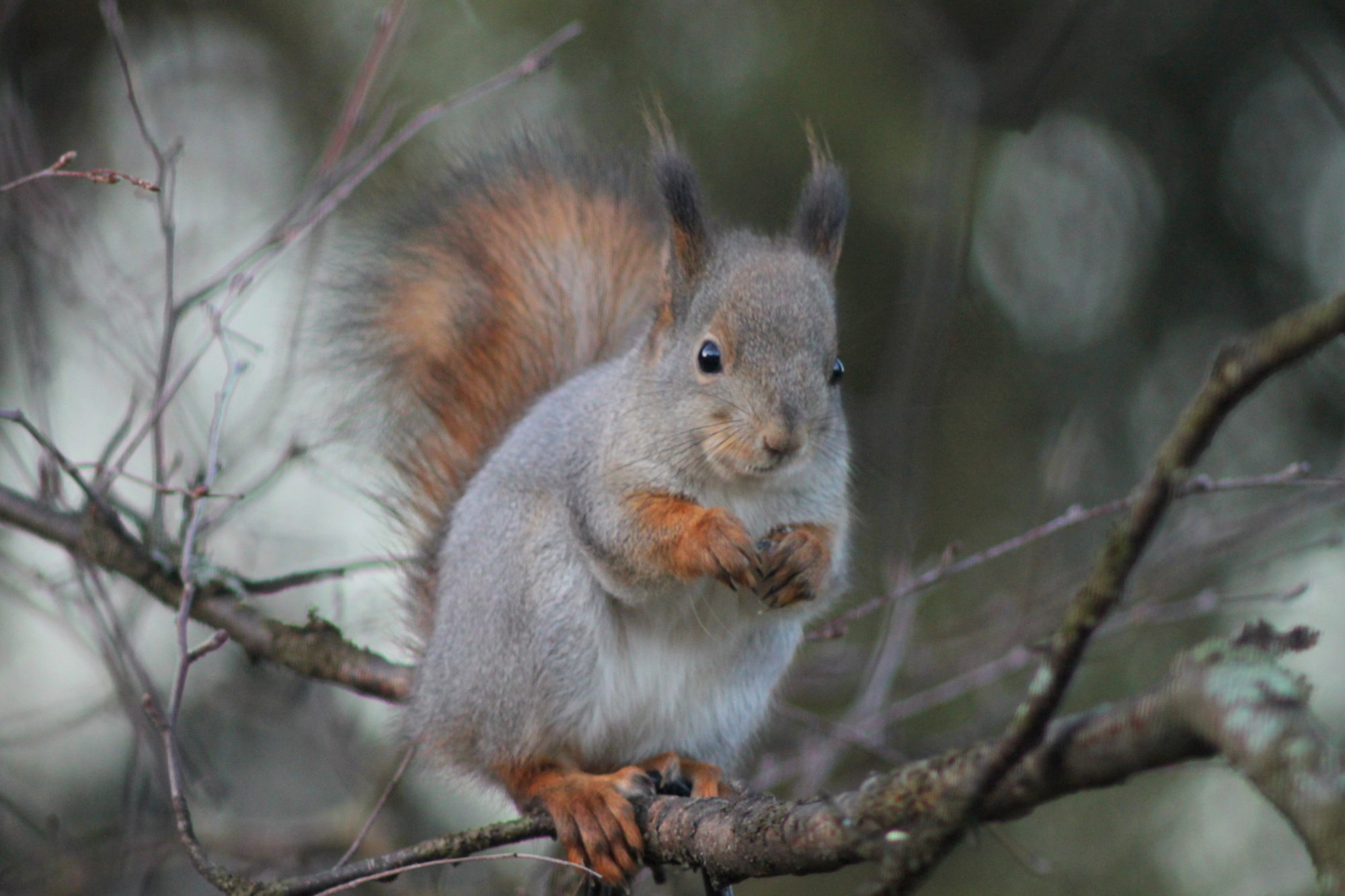 Valokuvaaja: Kaarlo Asikainen