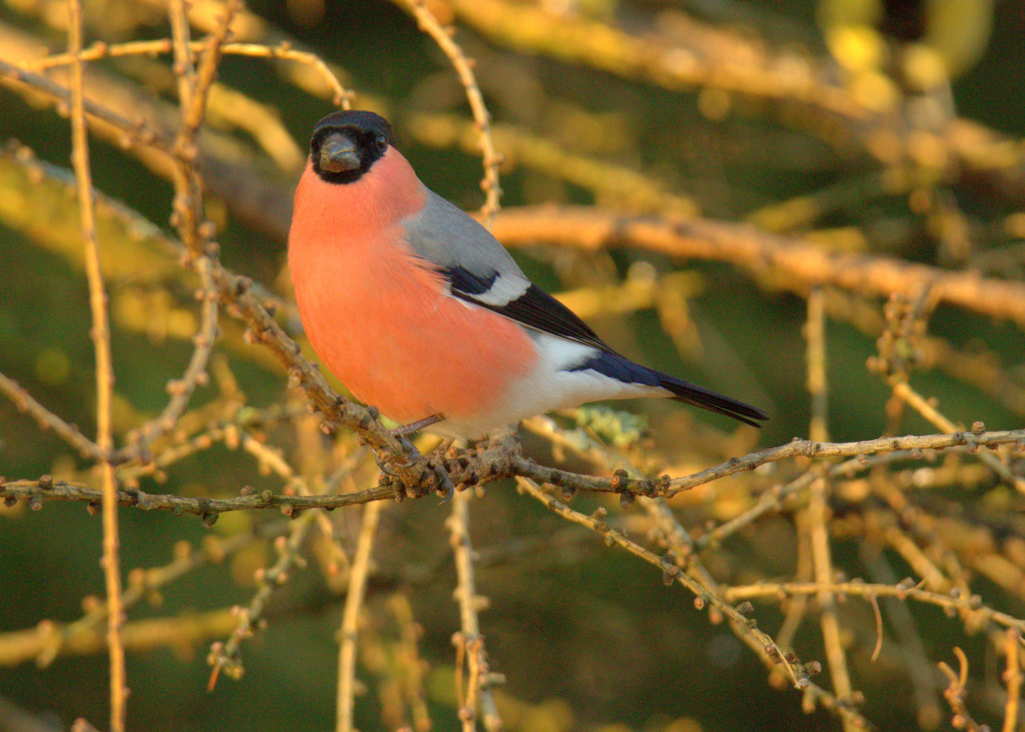 Valokuvaaja: sirpa Jyske