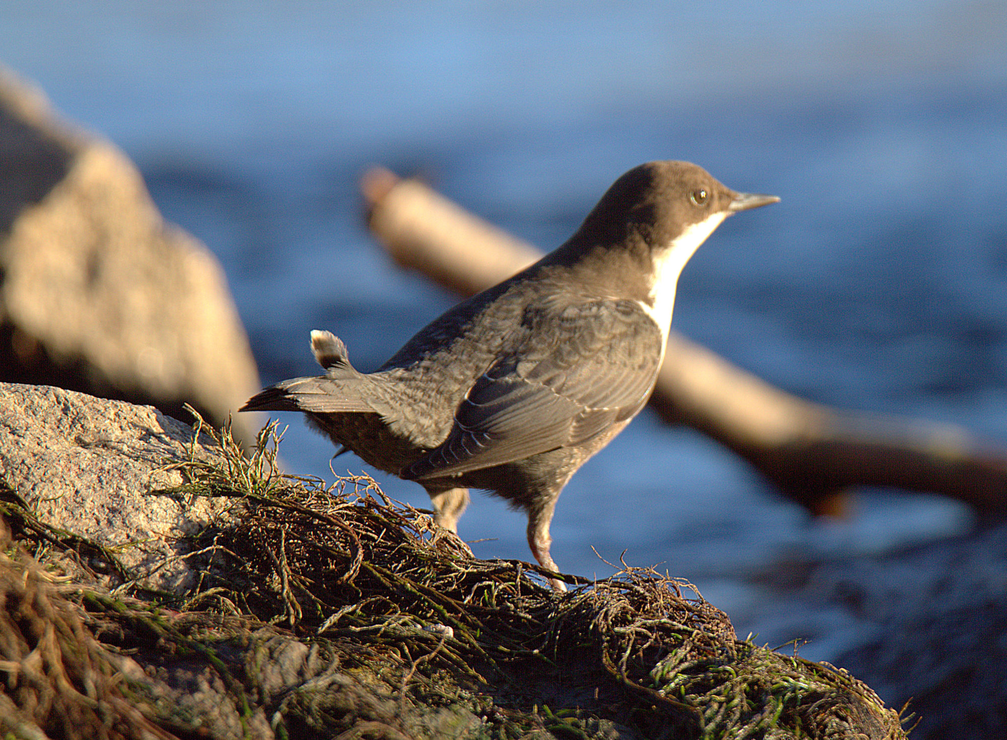 Valokuvaaja: sirpa Jyske