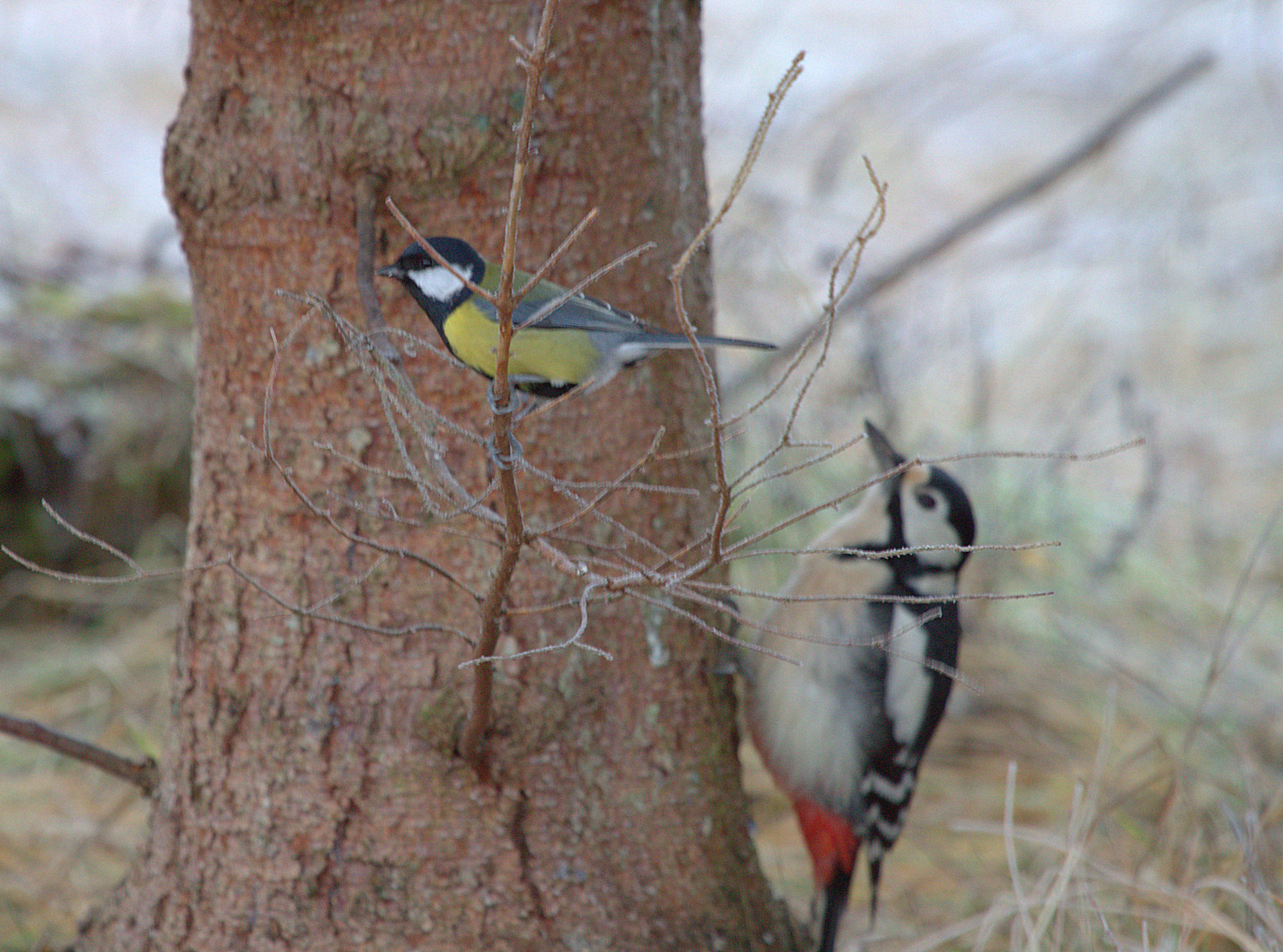 Valokuvaaja: sirpa Jyske