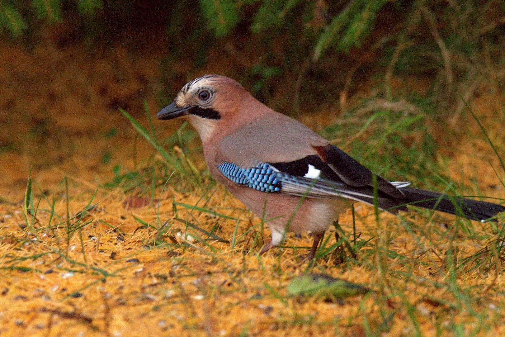 Valokuvaaja: sirpa Jyske