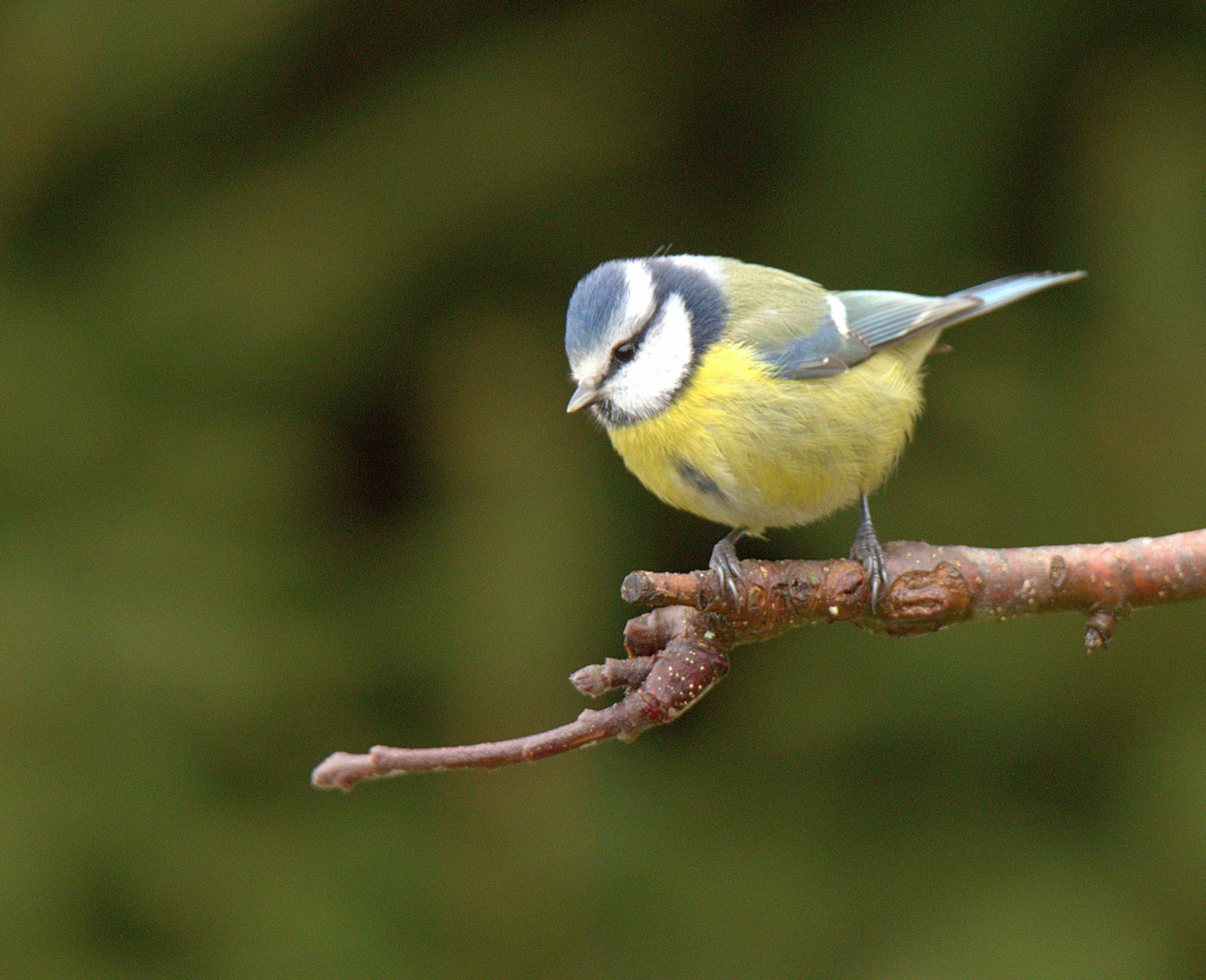 Valokuvaaja: s.jyske@gmail.com