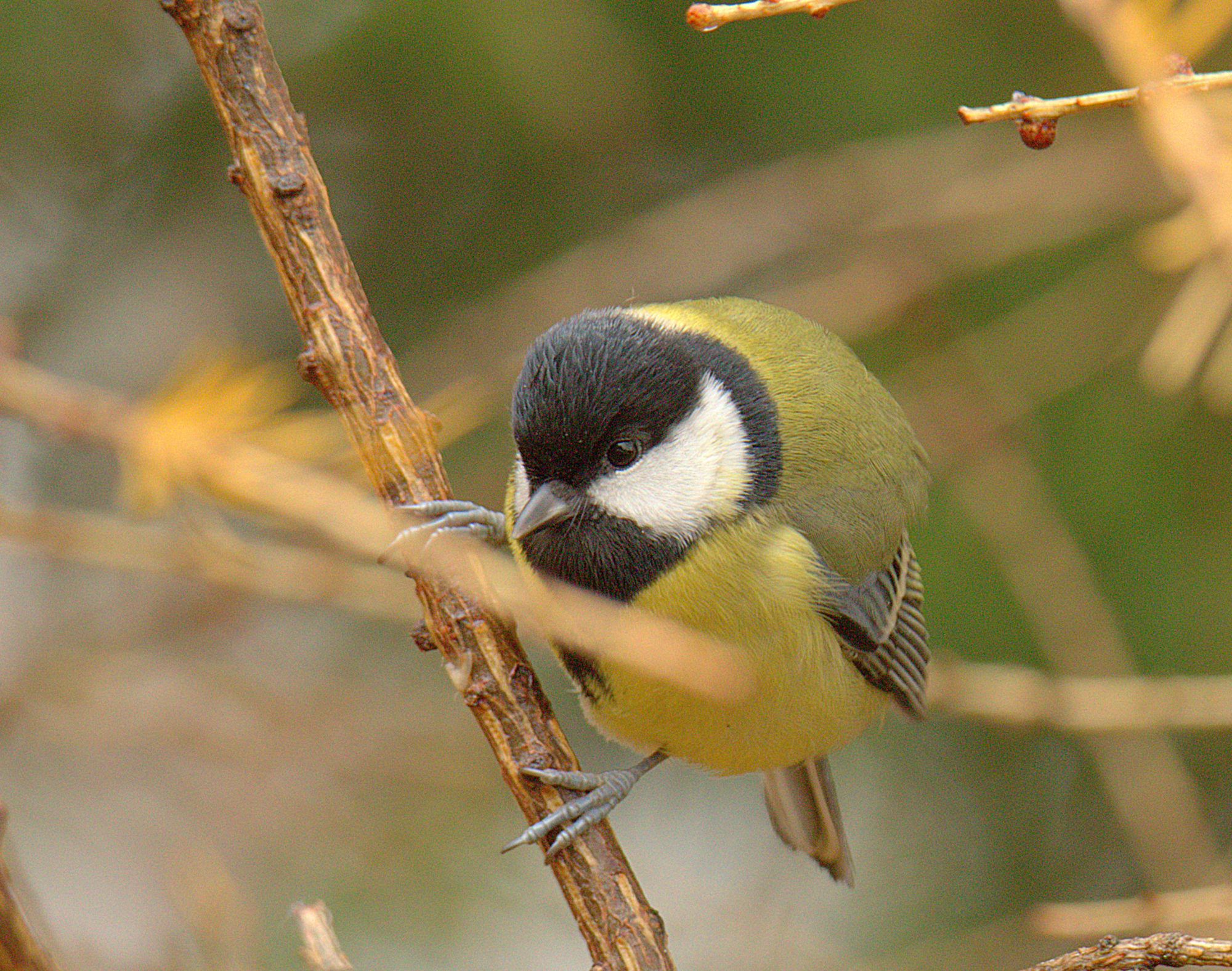 Valokuvaaja: sirpa Jyske