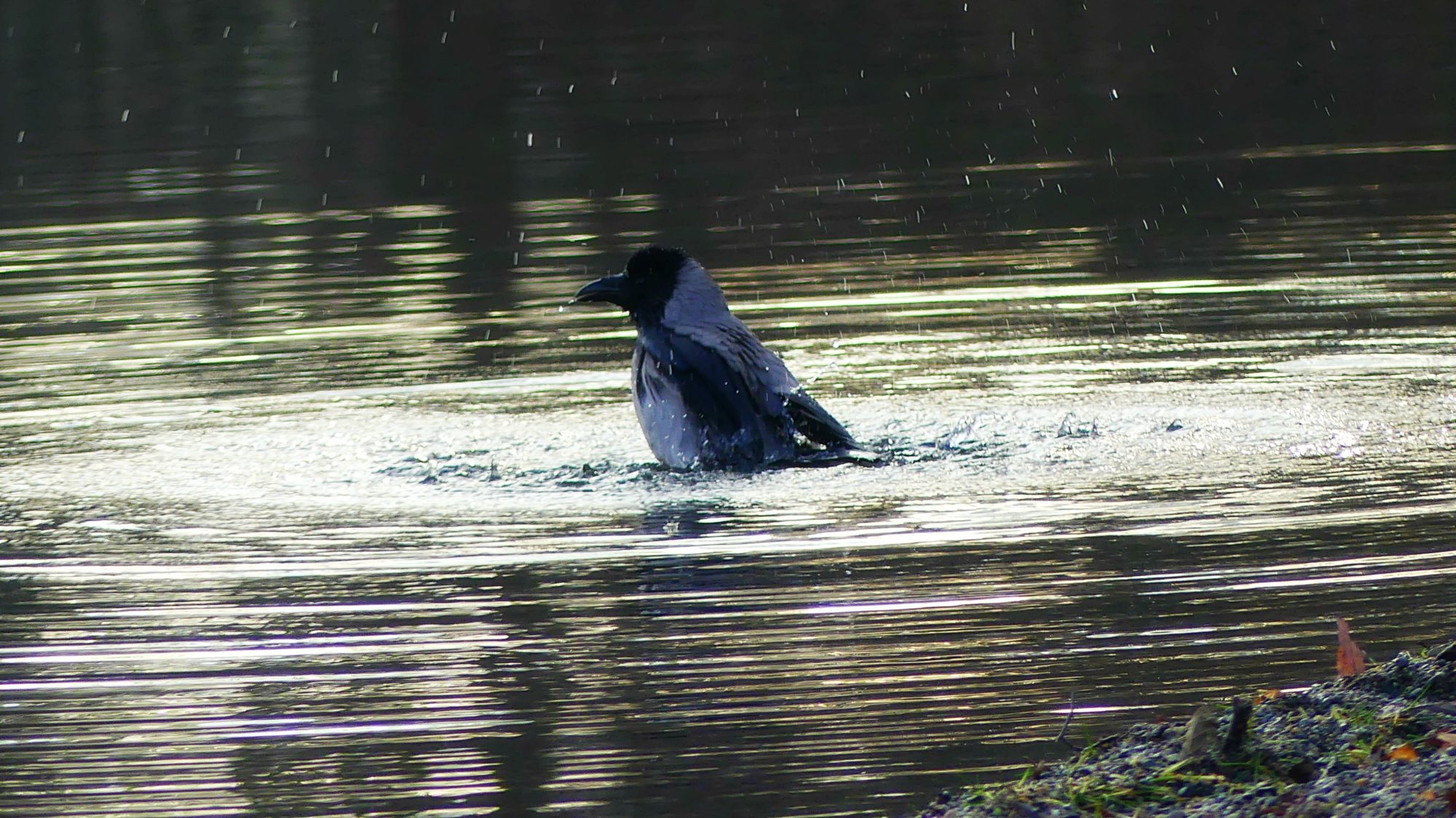 Valokuvaaja: Noora Miettinen Valokuvaaja: Noora Miettinen